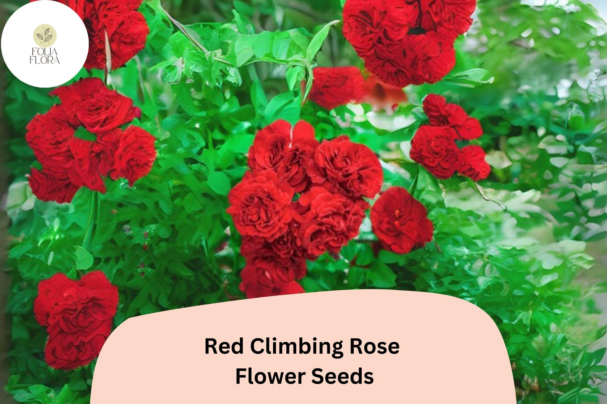 Red Climbing Rose Seeds, Fragrant, Fast Growing, Rosa spp., Perennial Flowering Vine, 20 Pack