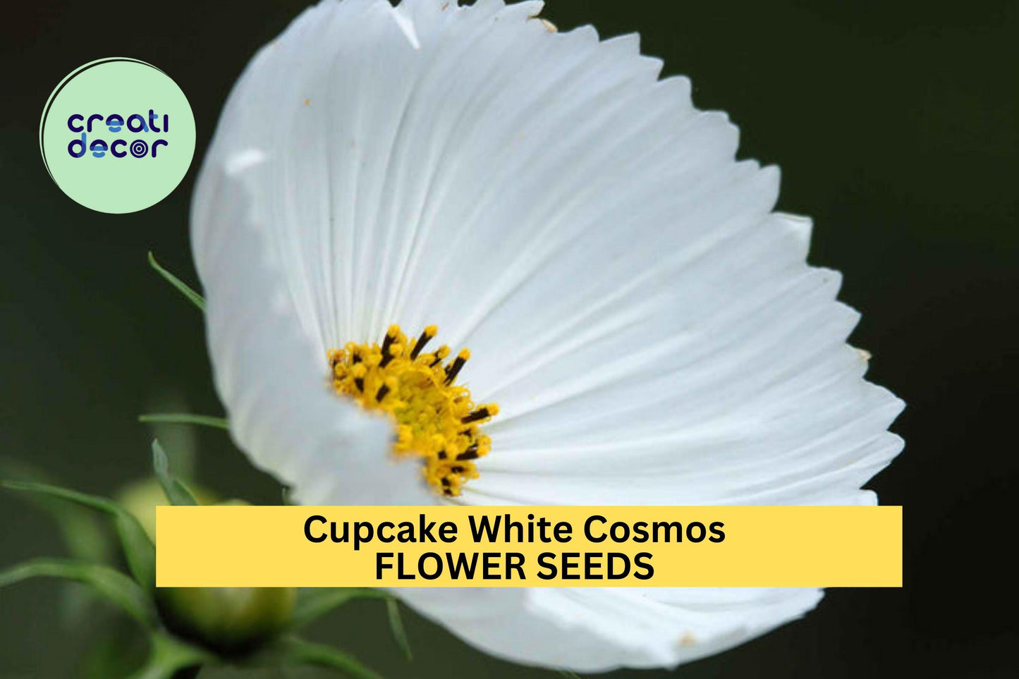 Cupcake White Cosmos Seeds – Unique Cup-Shaped White Blooms, Pollinator-Friendly Annuals, Cosmos bipinnatus 'Cupcake White' – 200+ Seeds