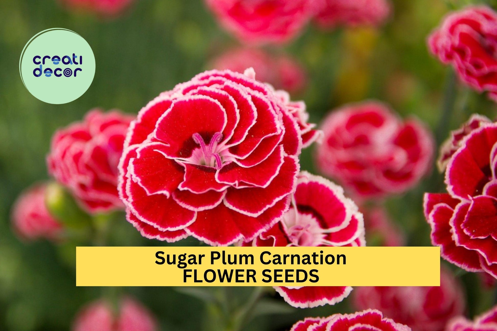 200+ Sugar Plum Carnation Seeds – Ruffled Plum-Pink Dianthus caryophyllus for Garden Beds & Bouquets