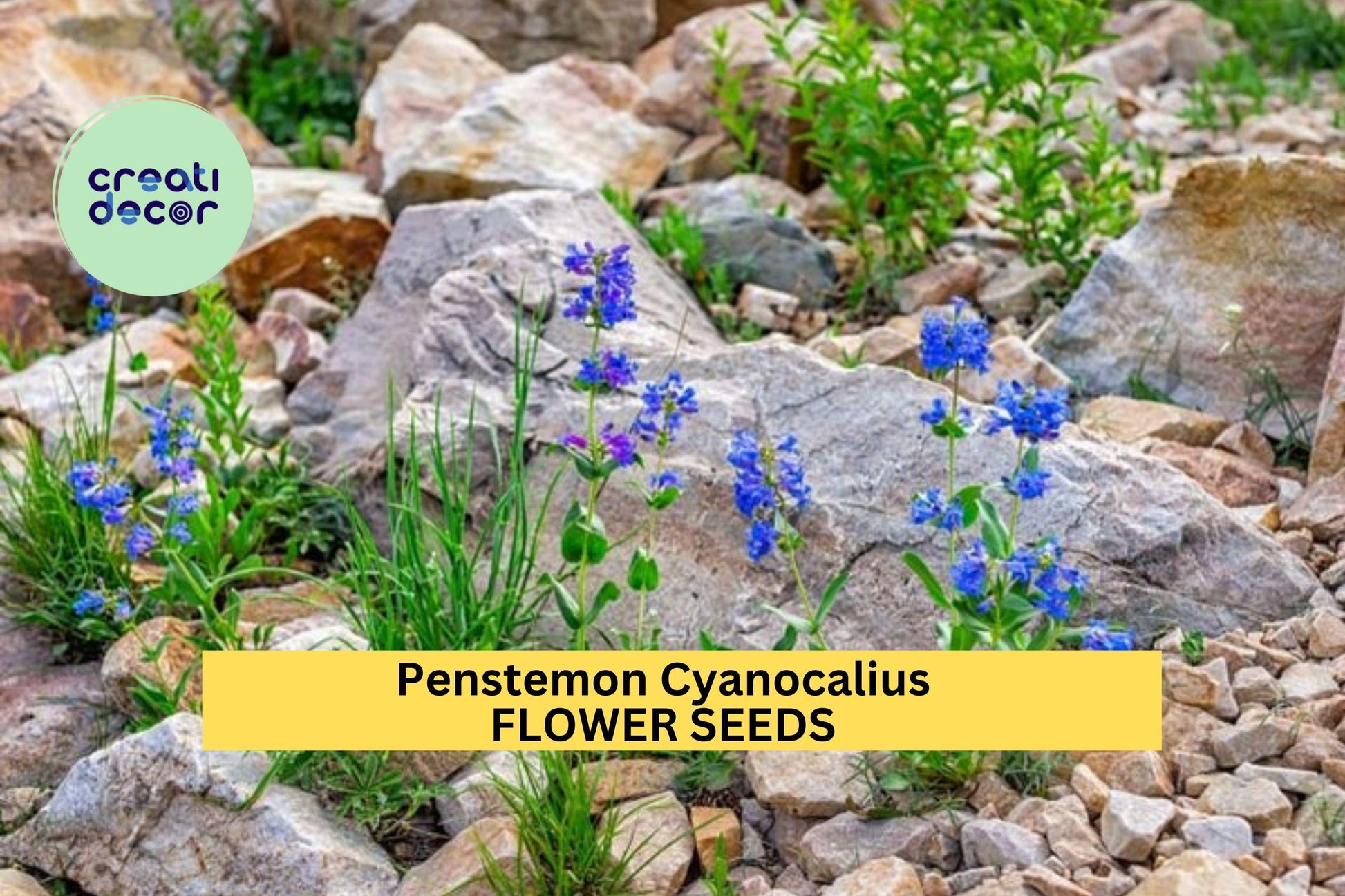3pcs Penstemon cyanocaulis Bluestem Seeds – Drought-Tolerant Native Perennial for Xeriscape & Pollinator Gardens