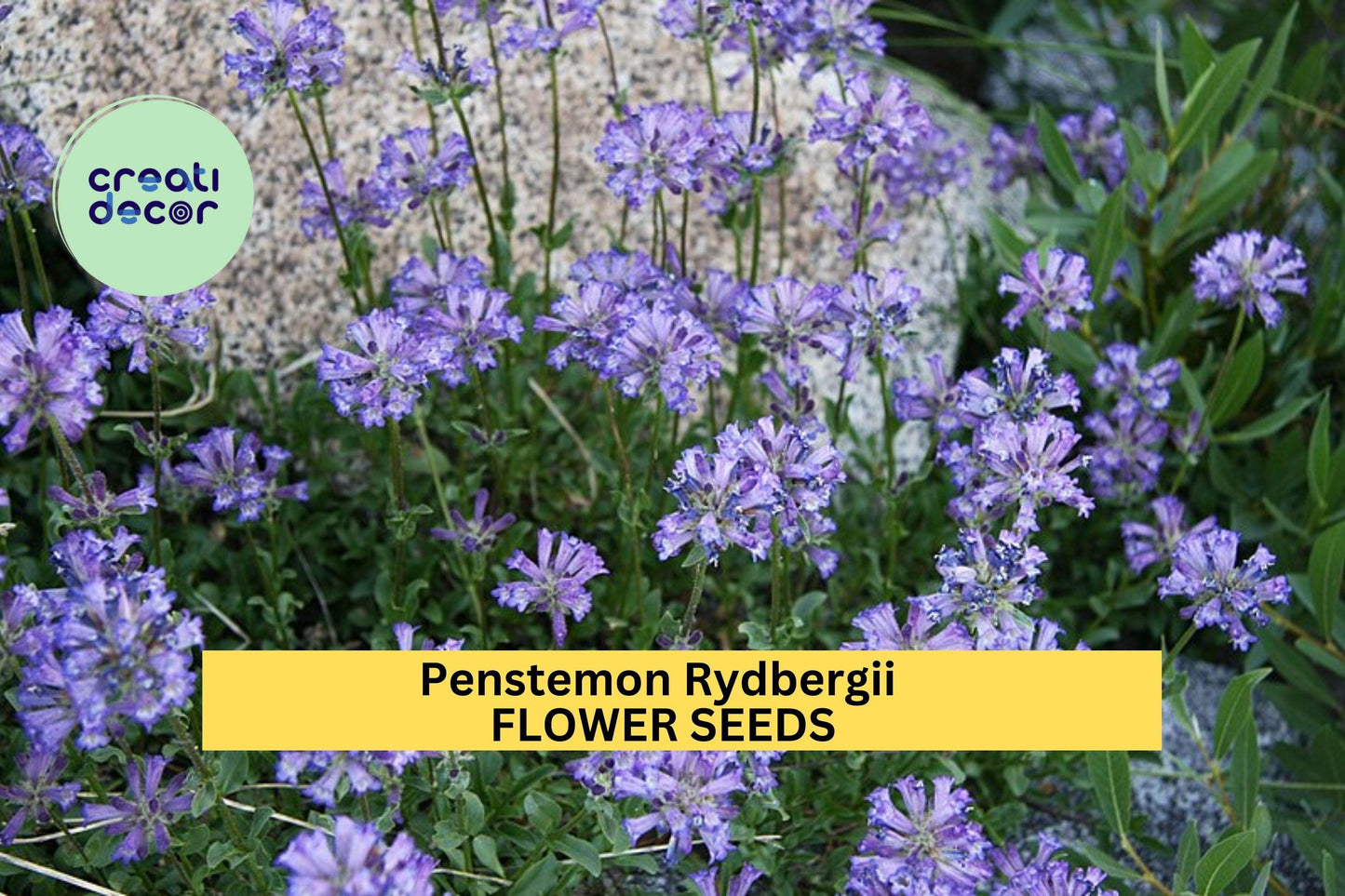 3pcs Penstemon rydbergii Seeds – Native Wildflower for Pollinator Gardens, Meadows, Rocky Landscapes, Drought-Tolerant