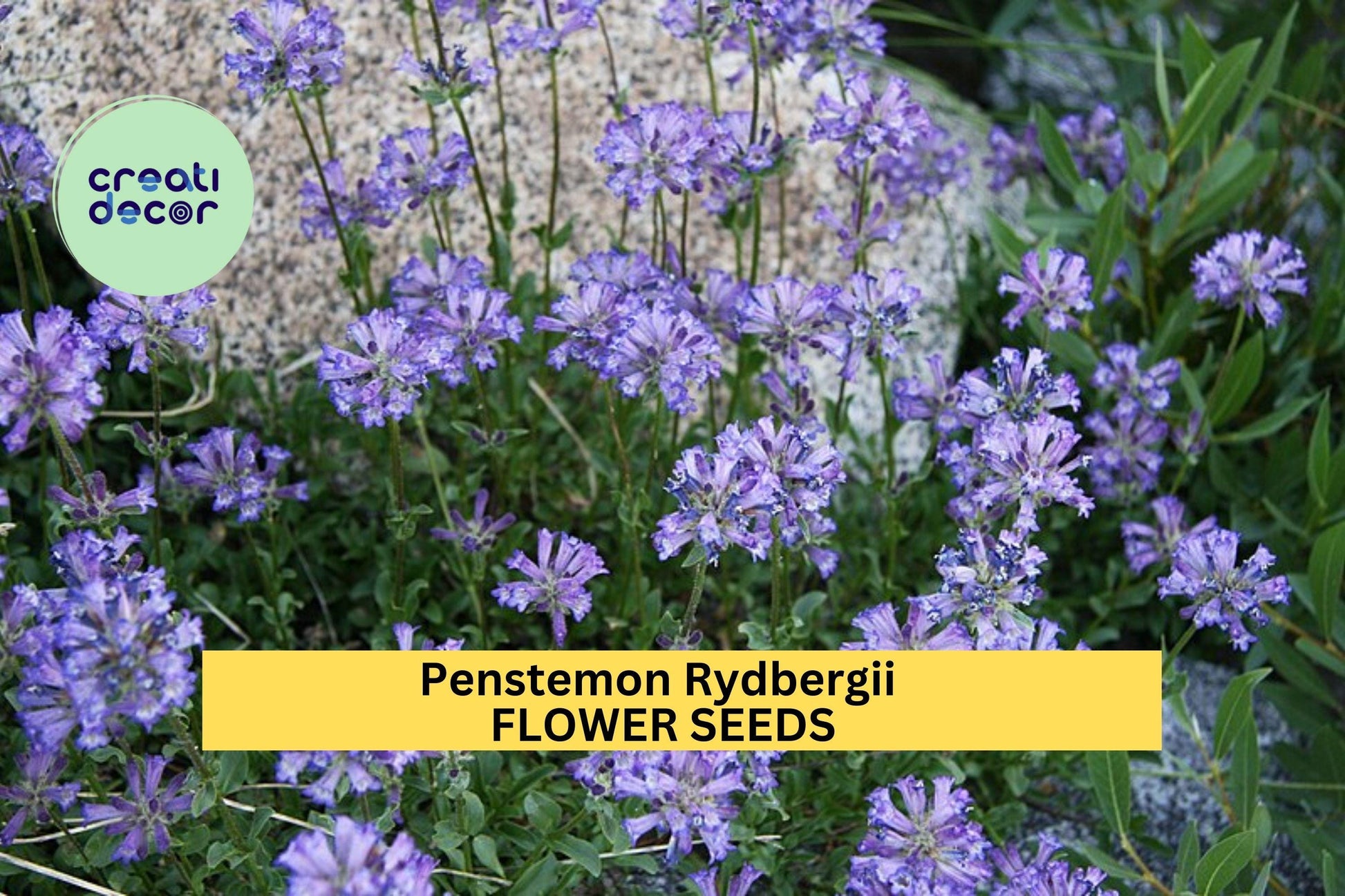 3pcs Penstemon rydbergii Seeds – Native Wildflower for Pollinator Gardens, Meadows, Rocky Landscapes, Drought-Tolerant
