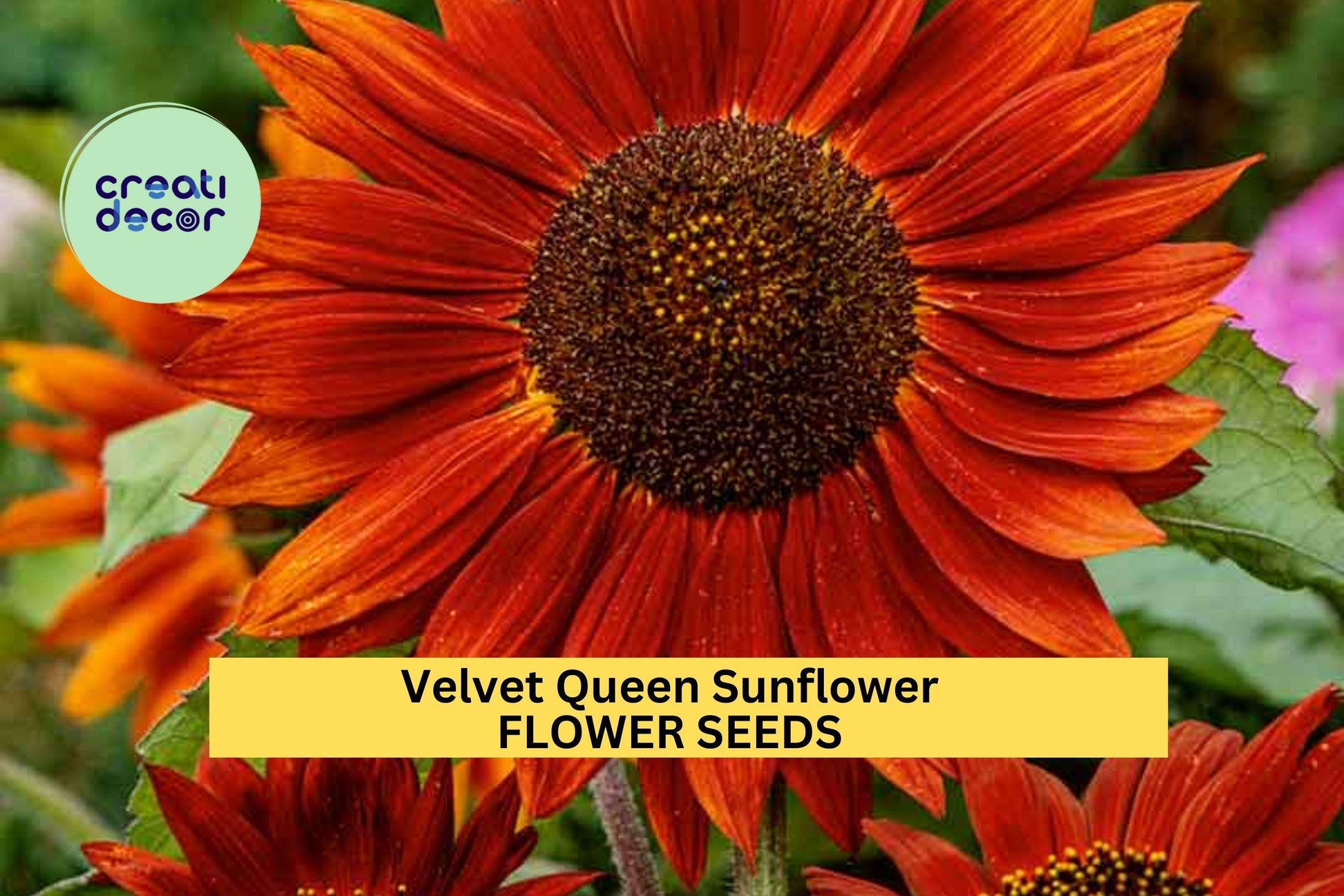 Velvet Queen Sunflower Seeds 3 Pack – Deep Red Burgundy Blooms, Pollinator-Friendly Helianthus annuus