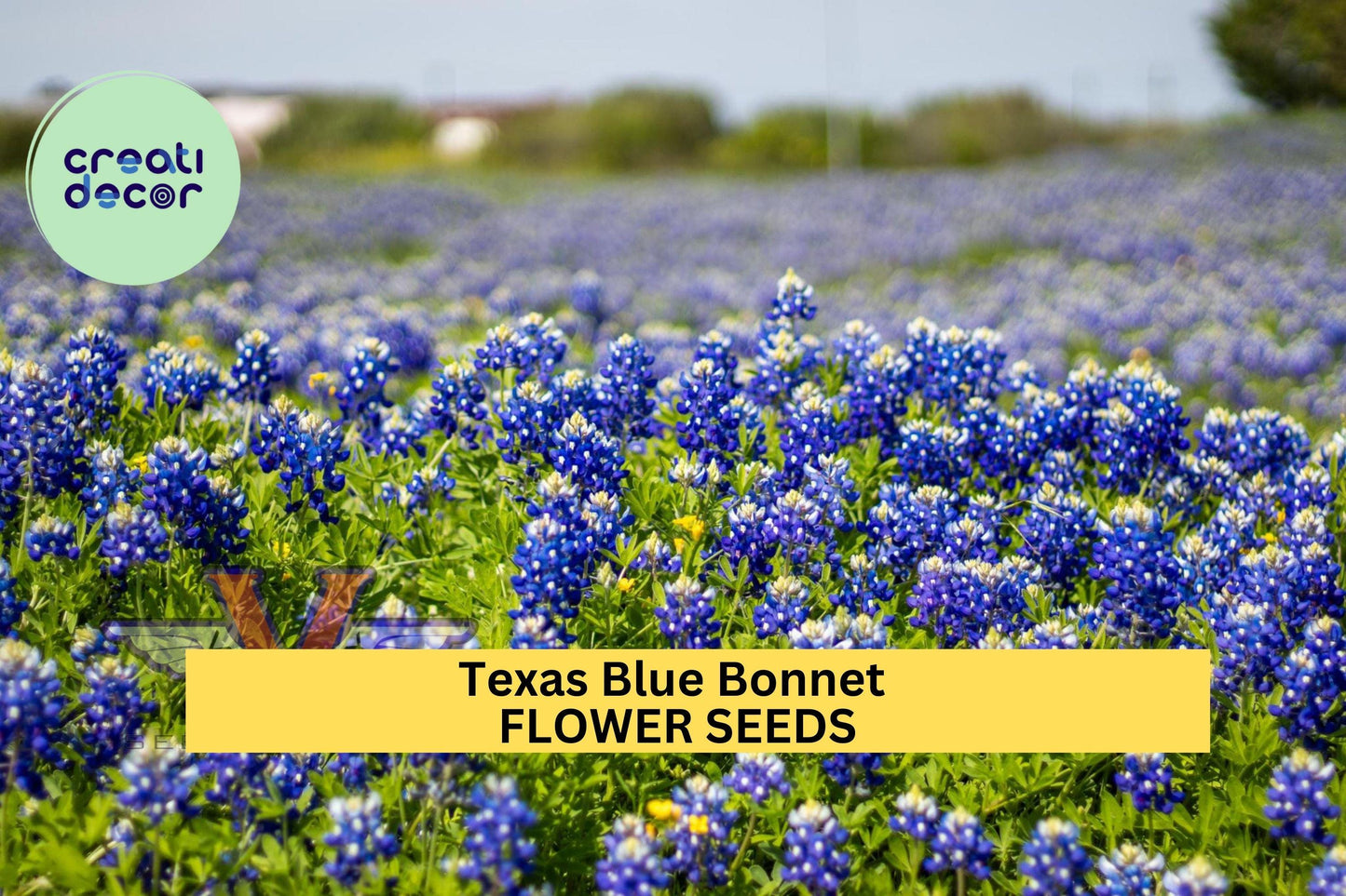 3pcs Texas Bluebonnet Seeds – Lupinus texensis Wildflower for Pollinator Gardens, Meadows & Drought-Tolerant Landscapes