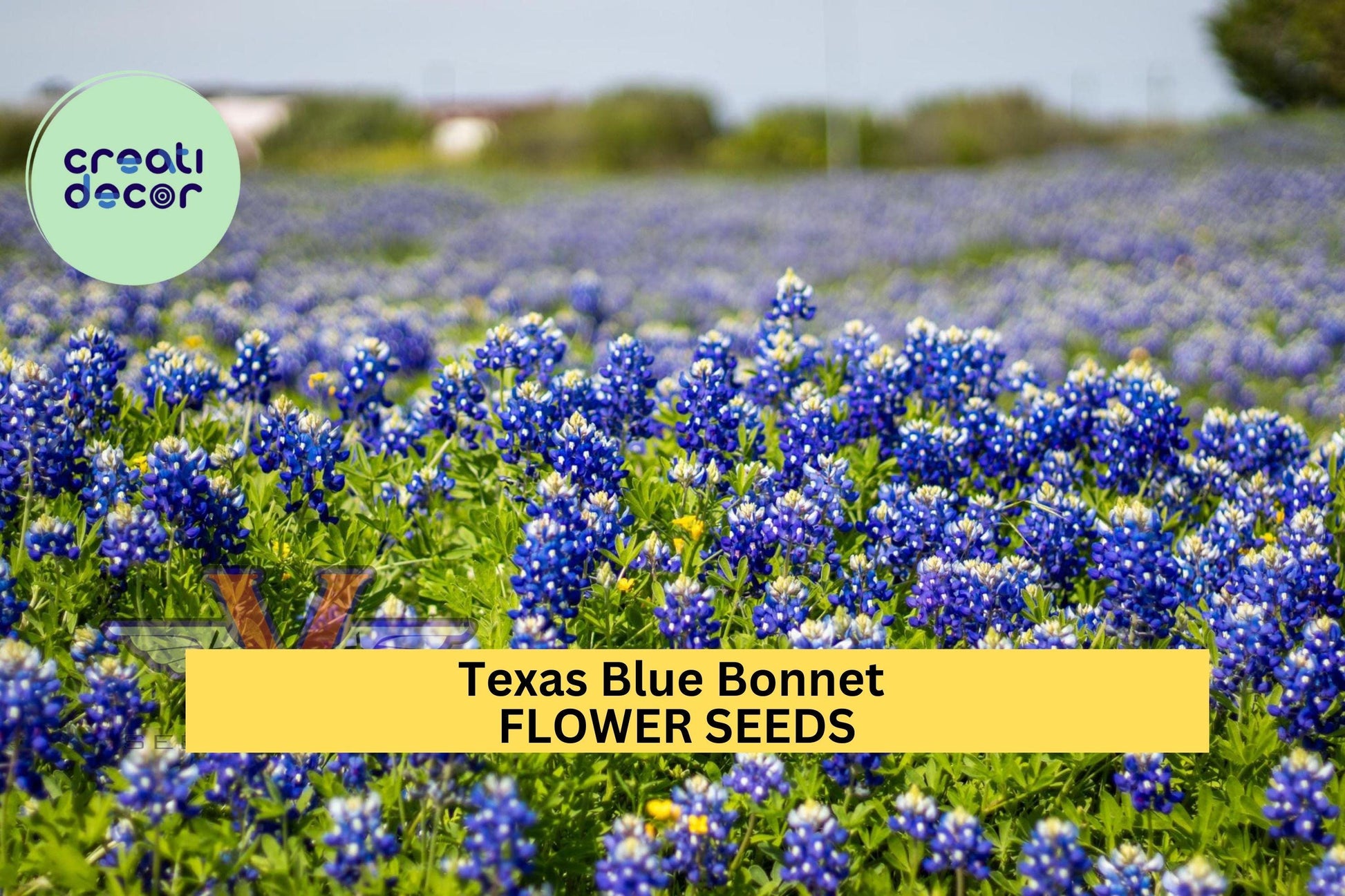 3pcs Texas Bluebonnet Seeds – Lupinus texensis Wildflower for Pollinator Gardens, Meadows & Drought-Tolerant Landscapes