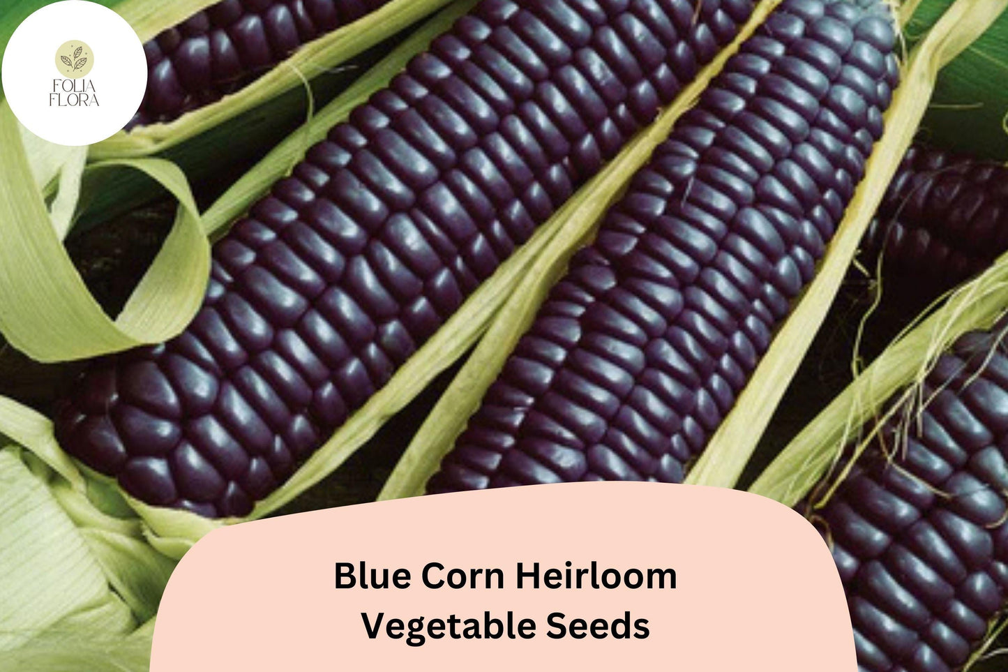 Blue Corn Heirloom Seeds – 50pcs, Zea mays, Blue Kernels, Ornamental & Edible, Non-GMO, Full-Sized Ears for Garden & Farm