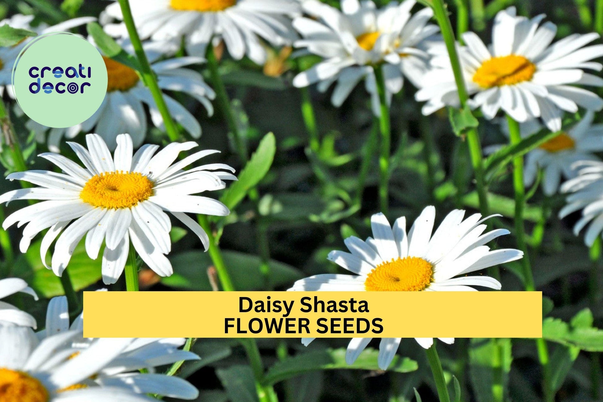 3pcs Shasta Daisy Seeds – White Perennial Flowers for Borders, Pollinator-Friendly, Leucanthemum x superbum