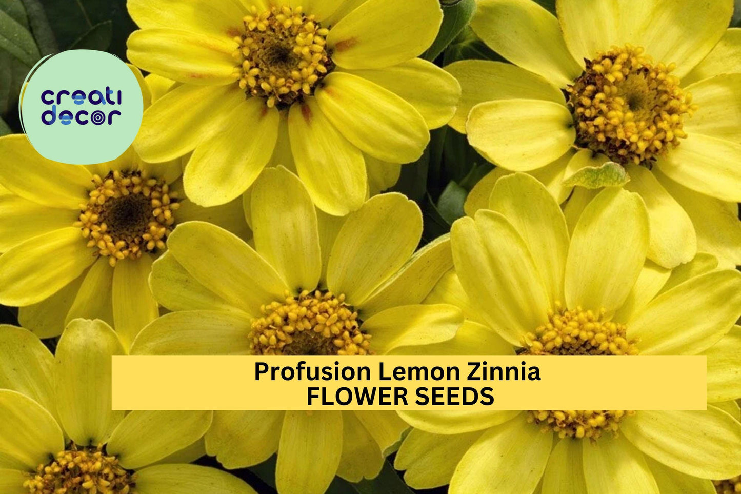 100+ Profusion Lemon Zinnia Seeds – Soft Yellow Daisy-Like Blooms, Compact Annual for Borders, Containers, Beds – Zinnia elegans