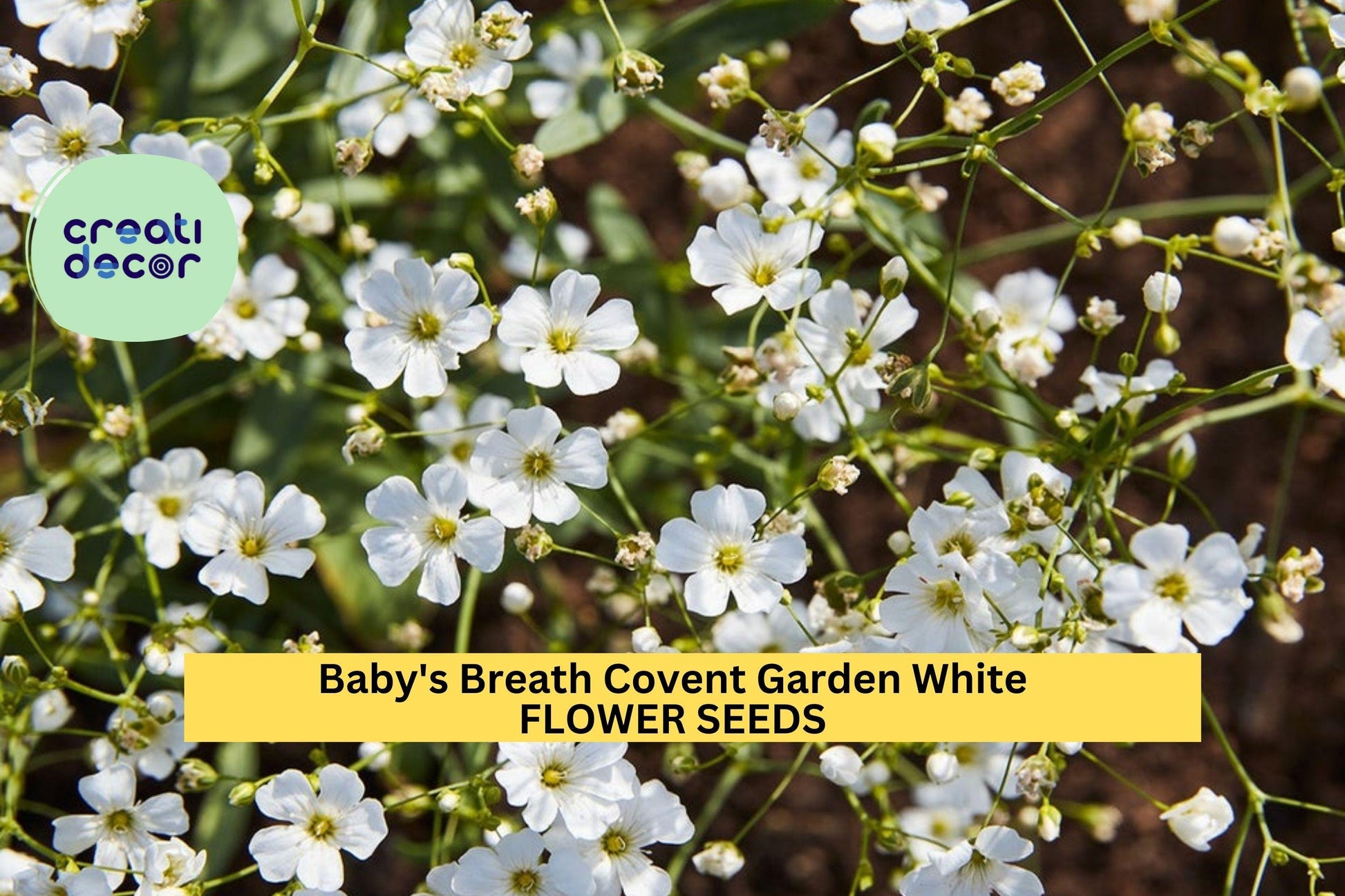 3pcs Baby’s Breath Covent Garden Seeds Gypsophila elegans White for Bouquets, Borders & Cottage Gardens