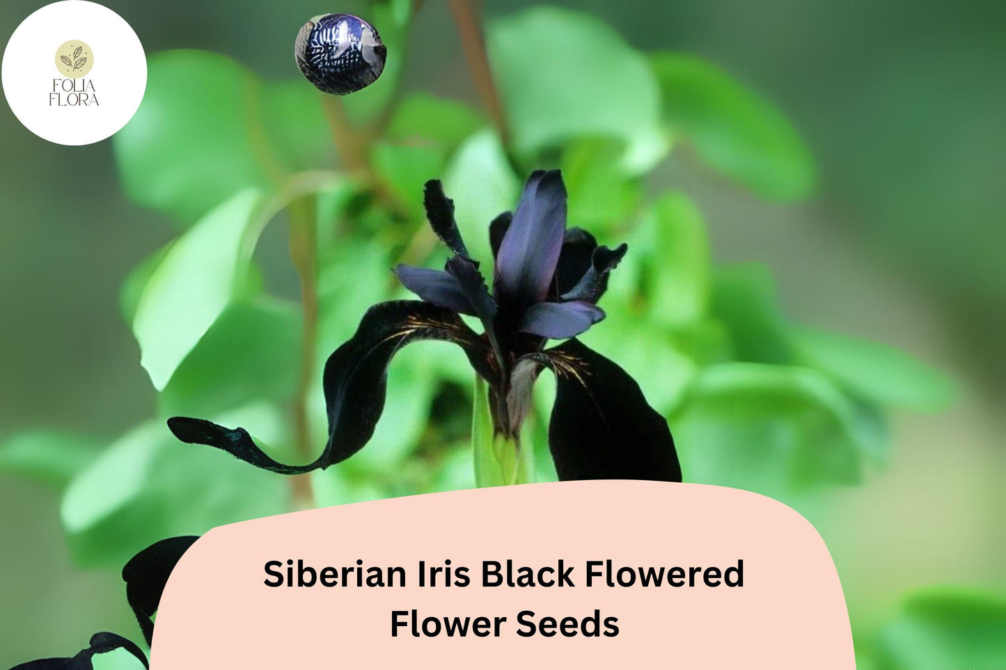 Siberian Iris Seeds 30pcs – Deep Purple Black Blooms Perennial Iris sibirica for Garden Borders & Cut Flowers
