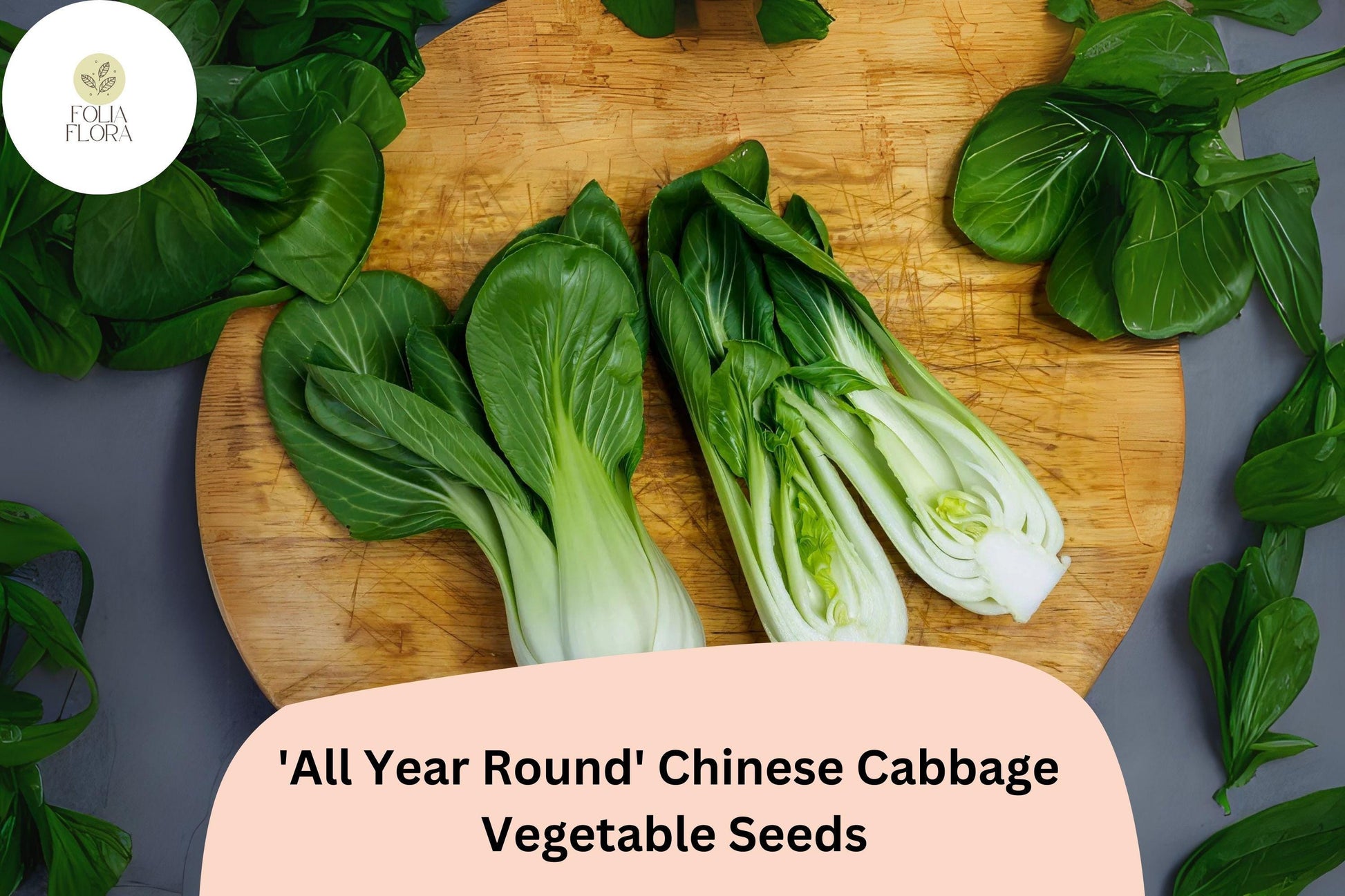 1000pcs All Year Round Chinese Cabbage Seeds, Brassica rapa var. pekinensis, Fast-Growing, Mild Flavor, Compact, Non-GMO, for Continuous Harvest