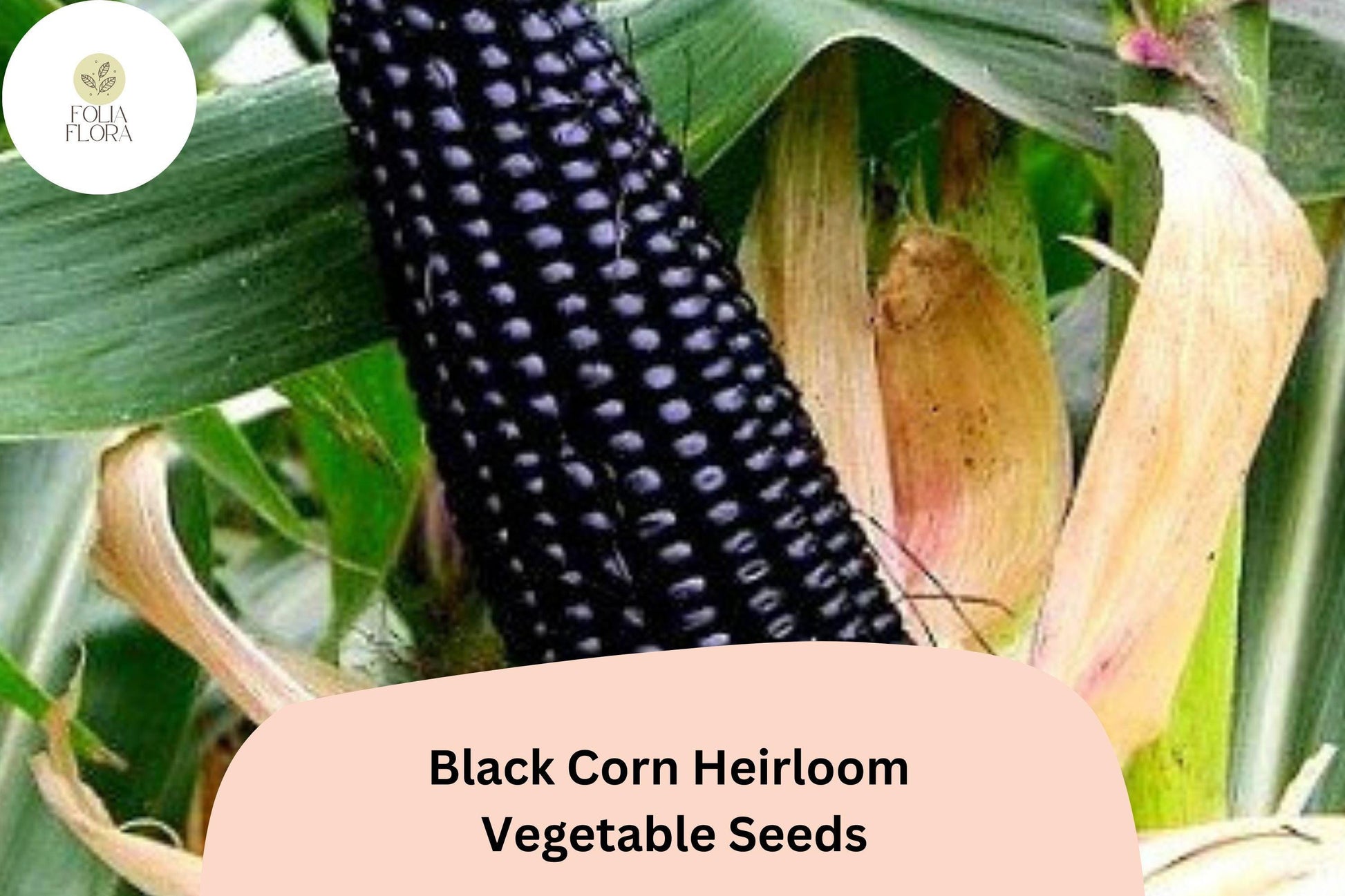Black Corn Heirloom Seeds – 50pcs Deep Purple Kernels for Home Gardens, Non-GMO Zea mays, Ornamental & Edible Vegetable
