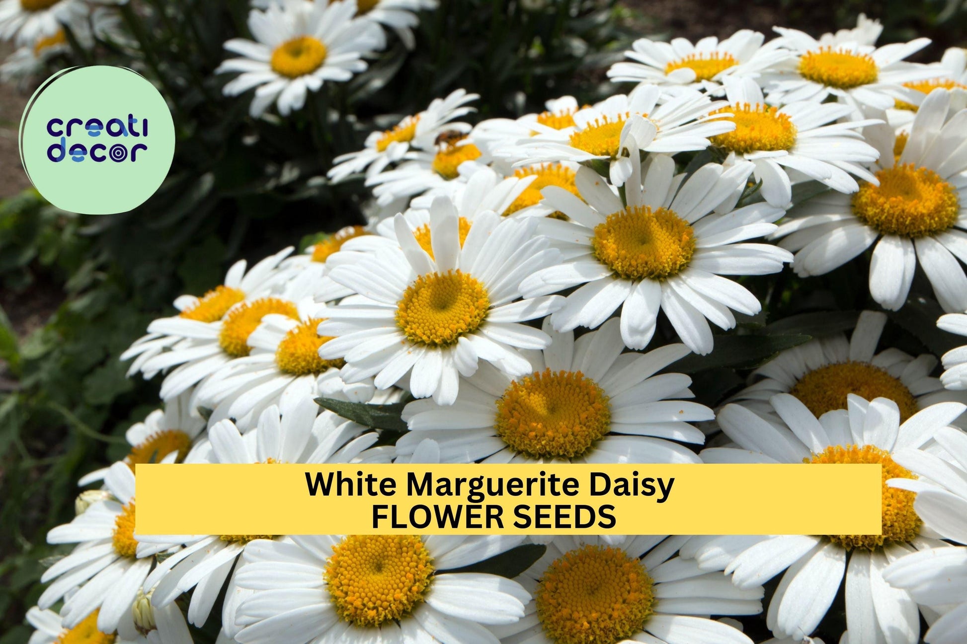 White Marguerite Daisy Seeds – Argyranthemum frutescens, 200+ Seeds for Borders, Pollinator Gardens, Long-Blooming Annuals