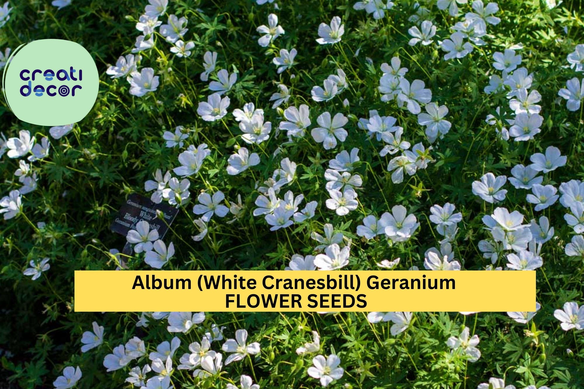 White Cranesbill Geranium Seeds – Perennial Groundcover, White Flowers, Geranium clarkei ‘Album’, Shade-Tolerant, 25+ Seeds