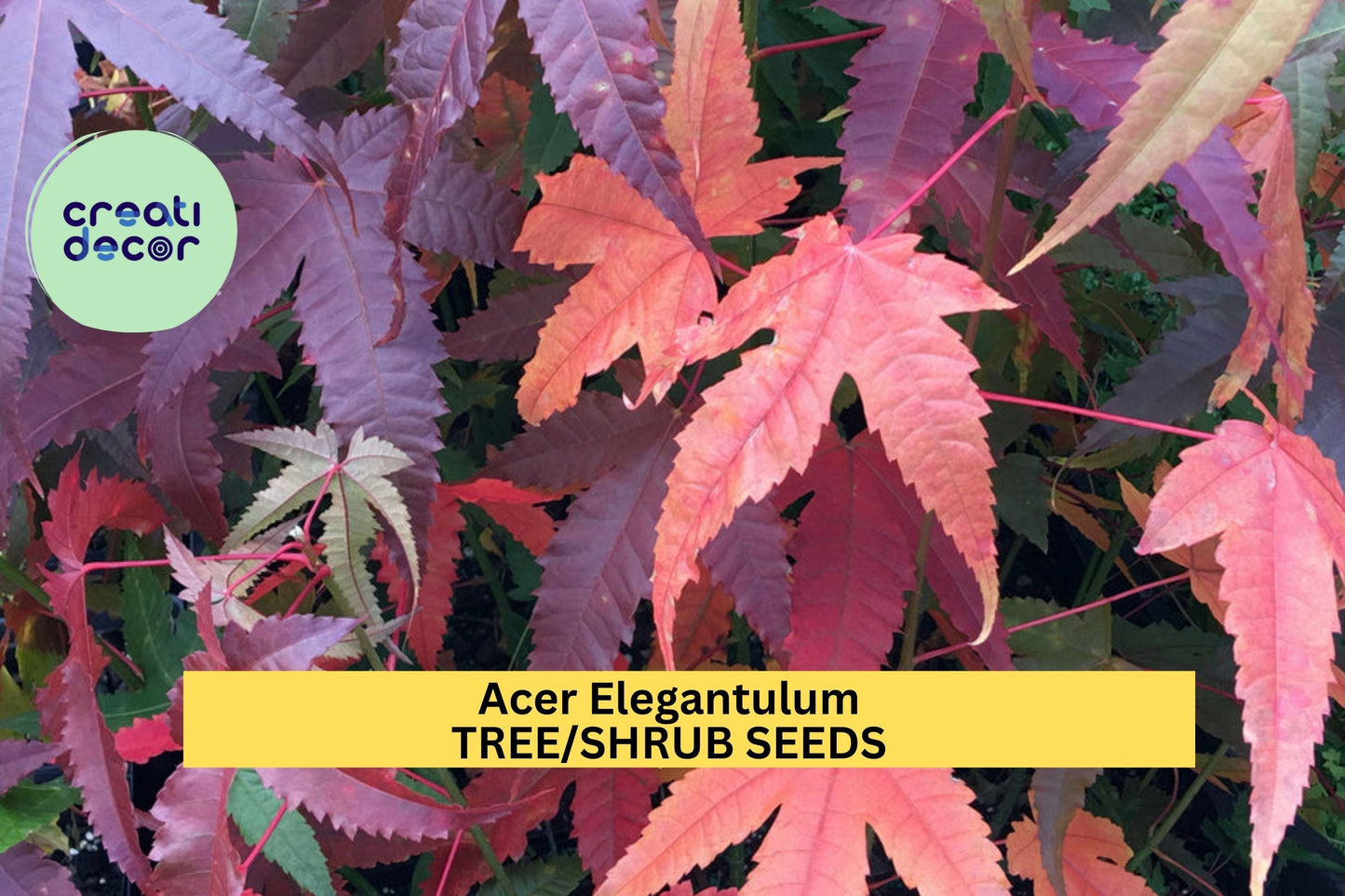 3pcs Acer Elegantulum Seeds – Rare Elegant Maple Tree Seeds for Landscaping & Bonsai, Green Foliage, Vibrant Fall Color