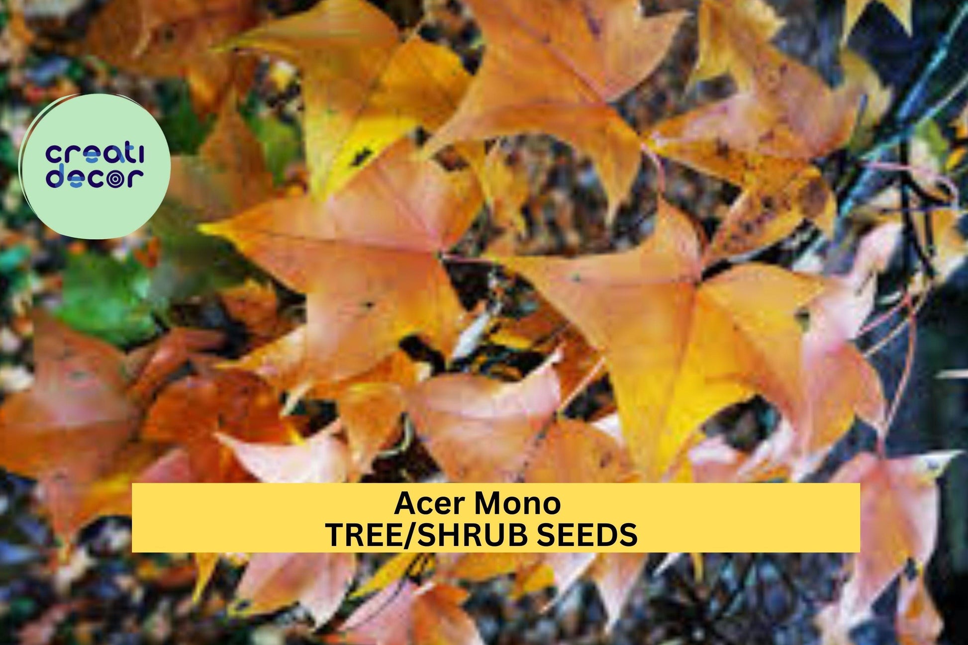 3pcs Acer mono Seeds – Hardy Painted Maple Tree for Landscaping, Fall Foliage & Shade, USDA Zone 4-8