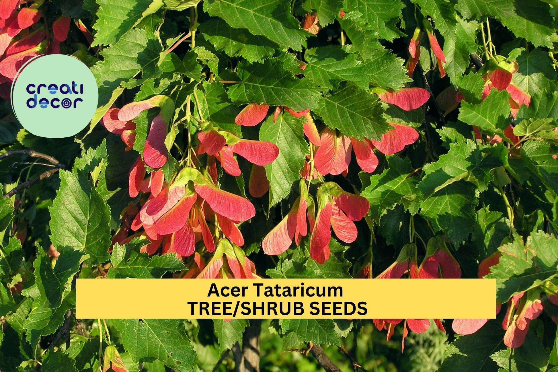 Acer tataricum Seeds – 3 Packs of 10 Reddish Fall Foliage Ornamental Maple Tree Seeds