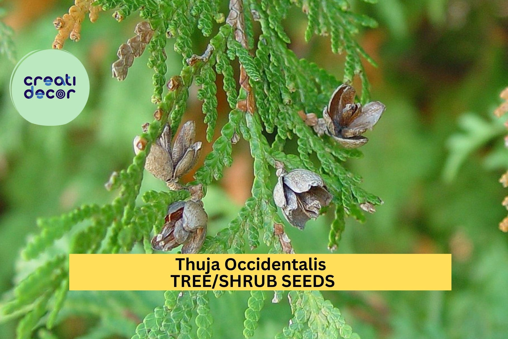 50 Seeds Thuja occidentalis Eastern Arborvitae Tree Evergreen for Hedges, Privacy Screens, Windbreaks, Native Landscaping