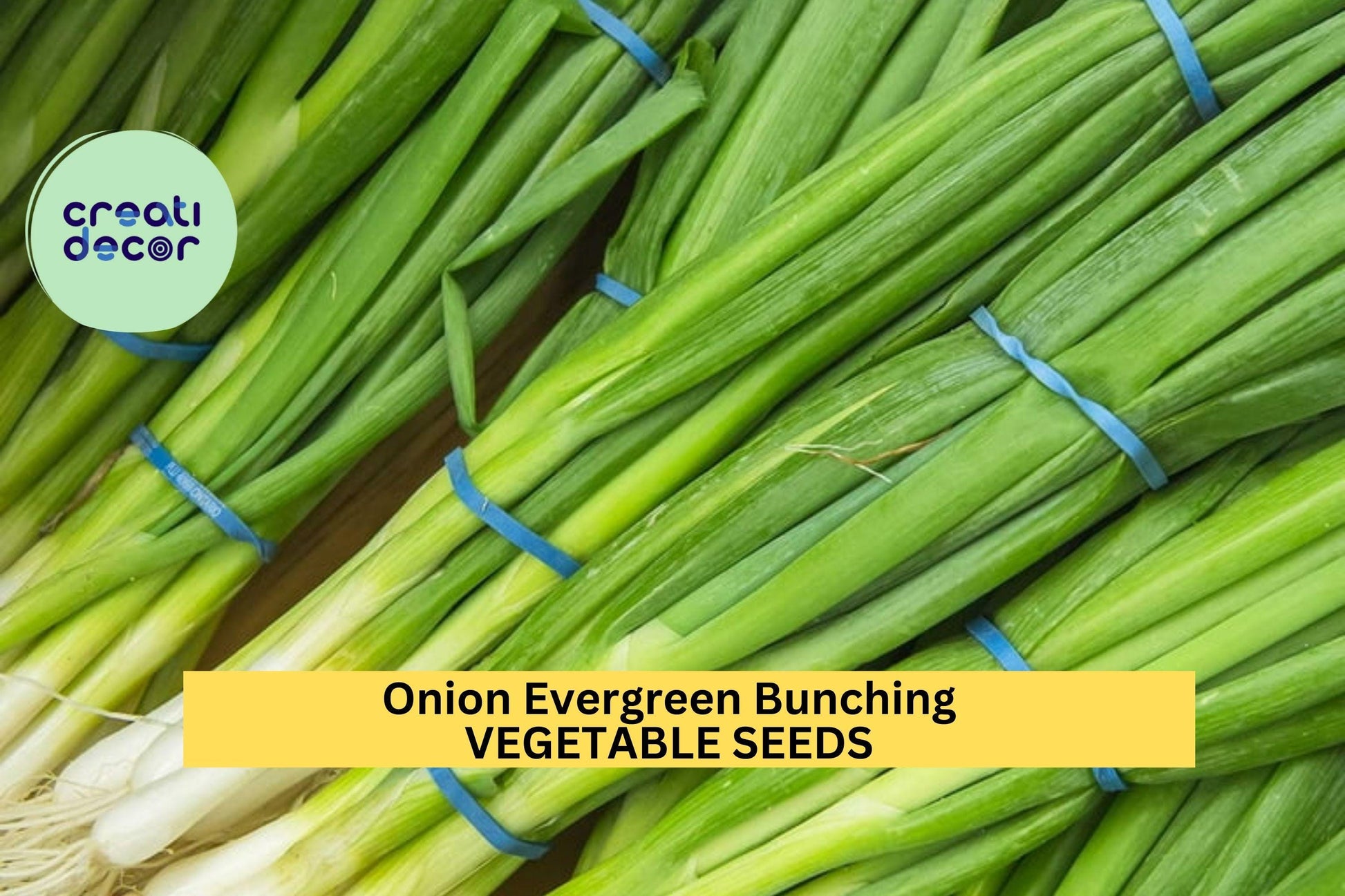 3pcs Evergreen Bunching Onion Seeds – Allium fistulosum Non-Bulbing Green Onion for Garden & Containers
