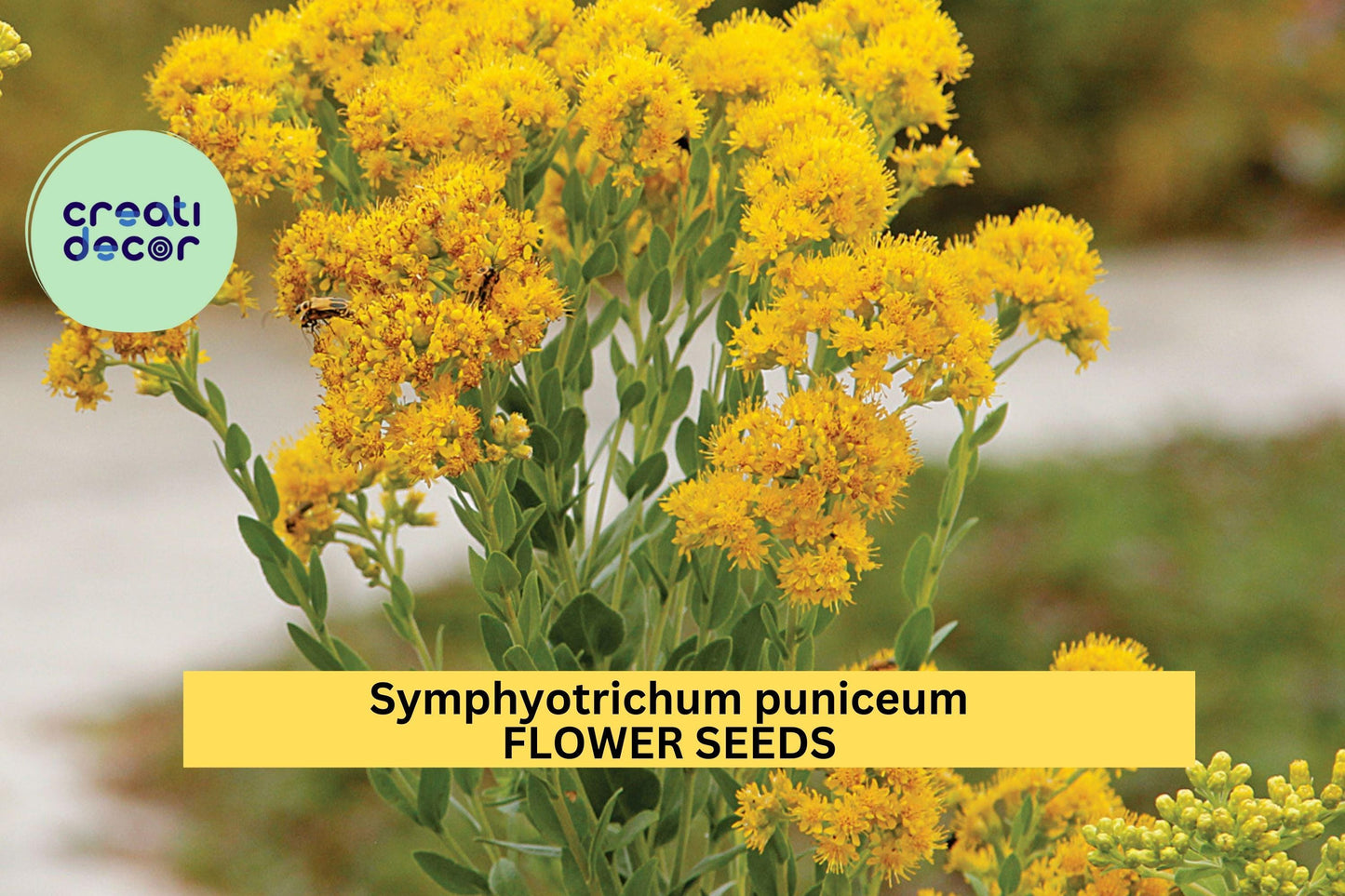 Stiff Goldenrod Seeds 100 Pack – Native Perennial Wildflower for Pollinator Gardens – Oligoneuron rigidum