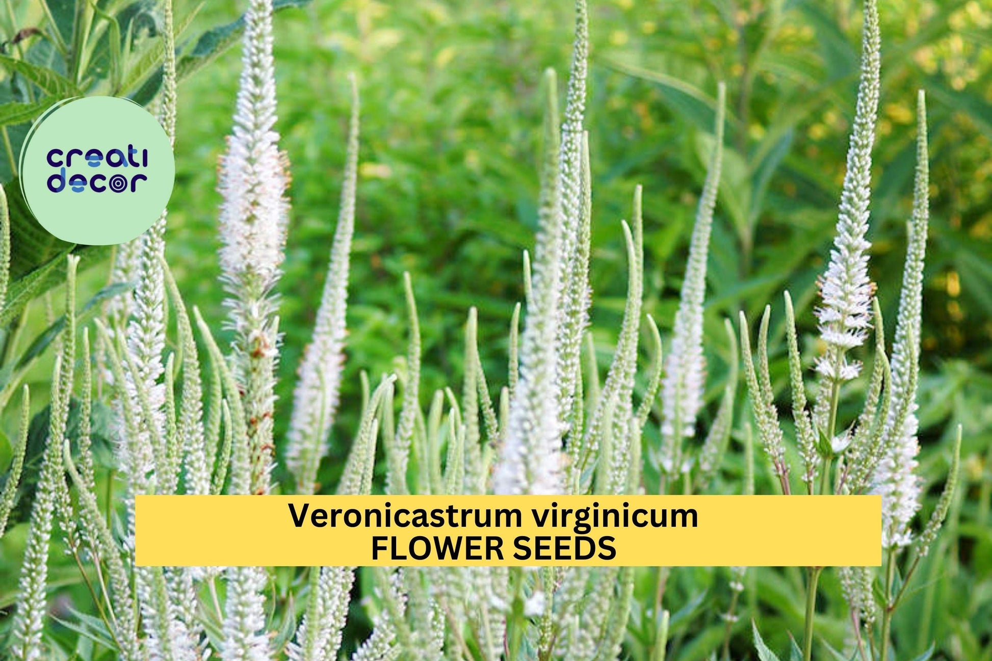 2500 Seeds Culver's Root Seeds Veronicastrum virginicum Native Perennial Wildflower for Pollinator Gardens