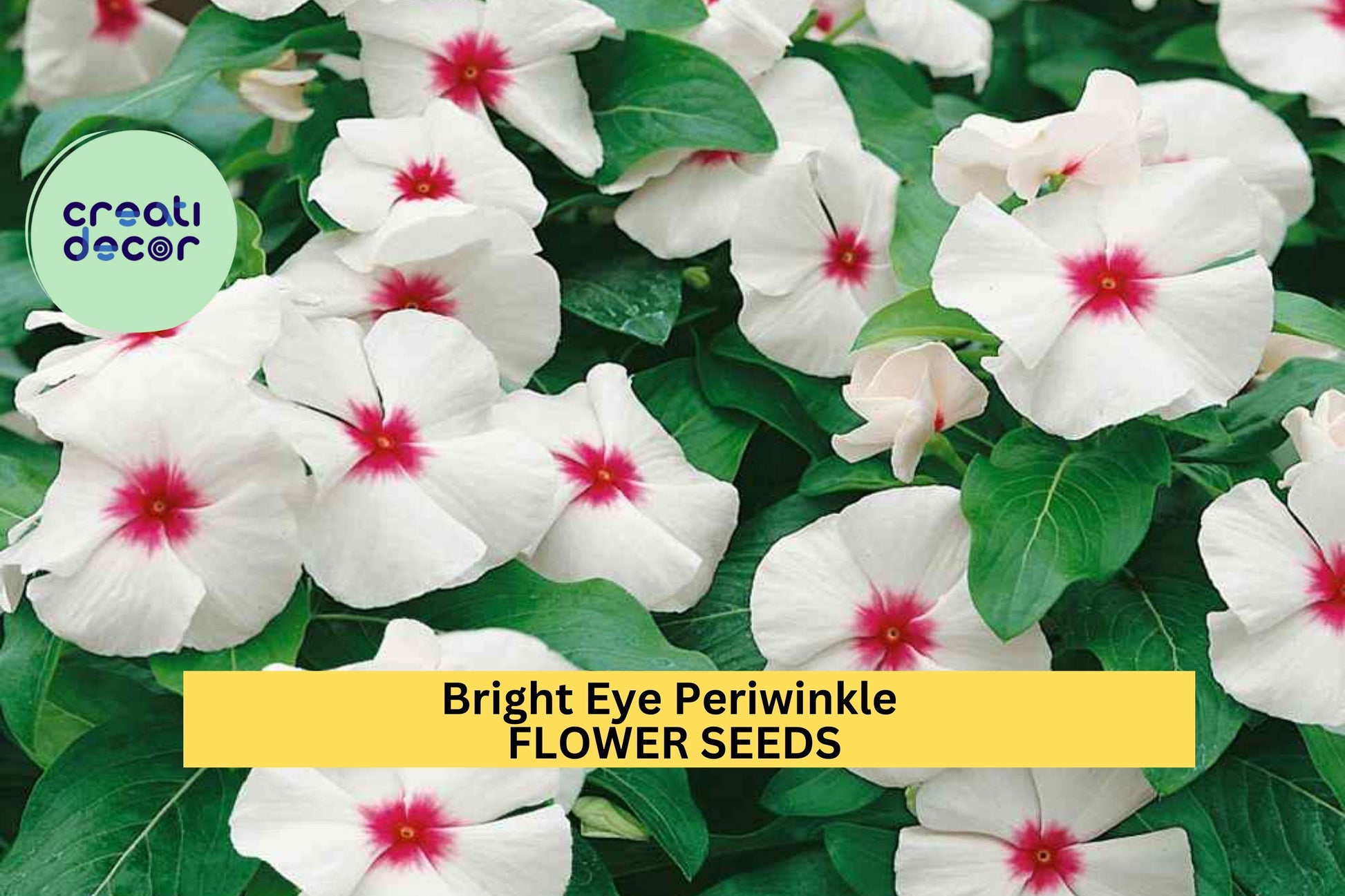 Bright Eye Periwinkle Seeds – Vinca rosea Pink Blooms, Drought-Tolerant Flower Seeds for Garden, Borders, Containers