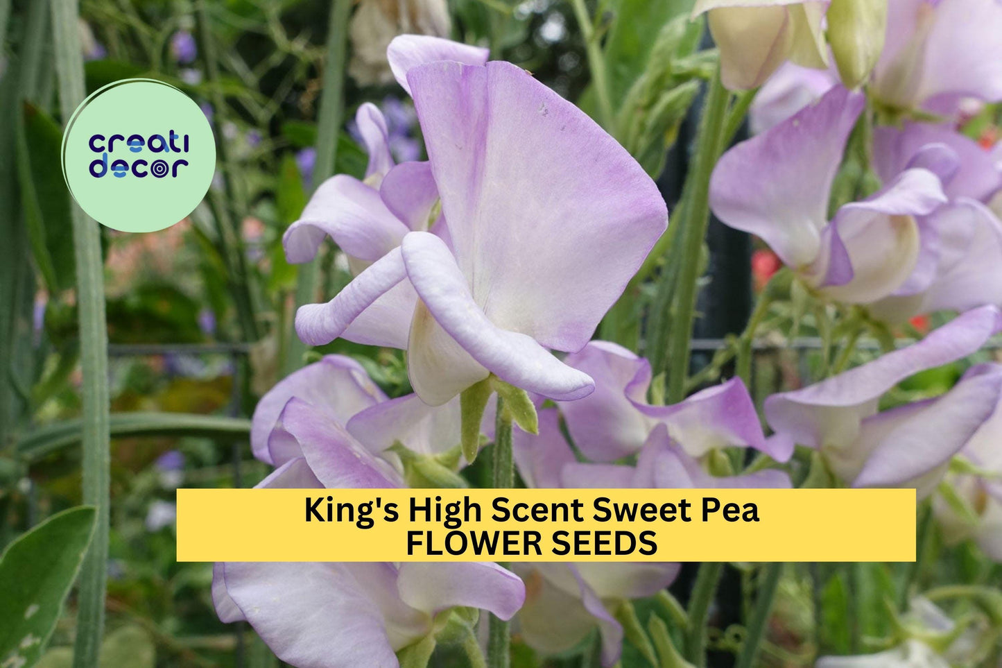 50+ King’s High Scent Sweet Pea Seeds – Fragrant Cream & Lavender Blooms, Climbing Vines for Trellises & Bouquets, Lathyrus odoratus