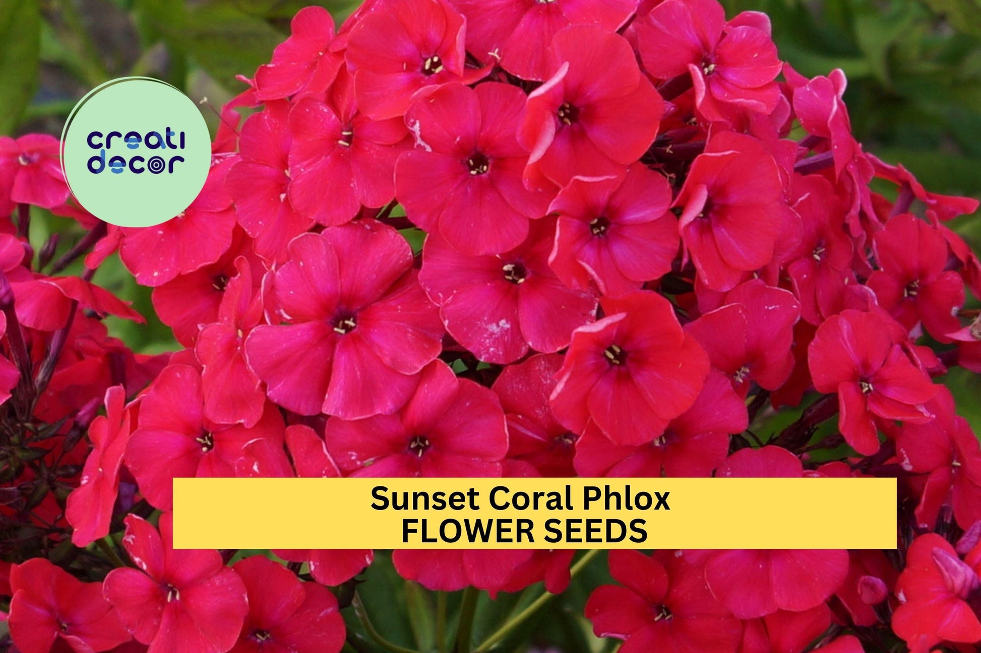 Sunset Coral Phlox Seeds – Perennial Coral Blooms for Borders & Pollinator Gardens – Phlox paniculata 'Sunset Coral'