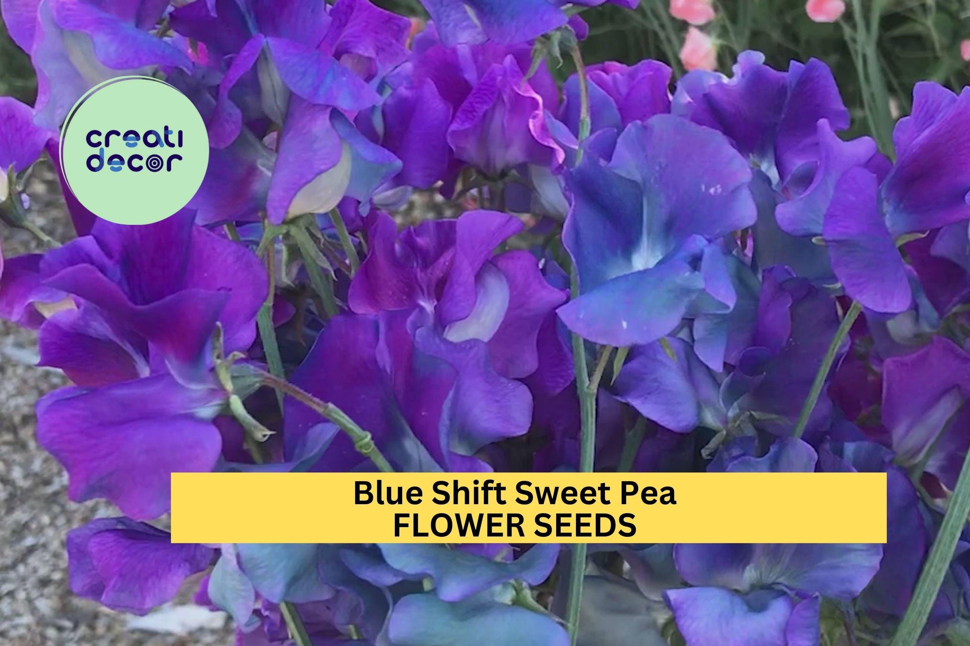 Blue Shift Sweet Pea Seeds – Color-Changing Mauve to Blue Blooms, Fragrant Climbing Vines for Trellises & Arches, Lathyrus odoratus