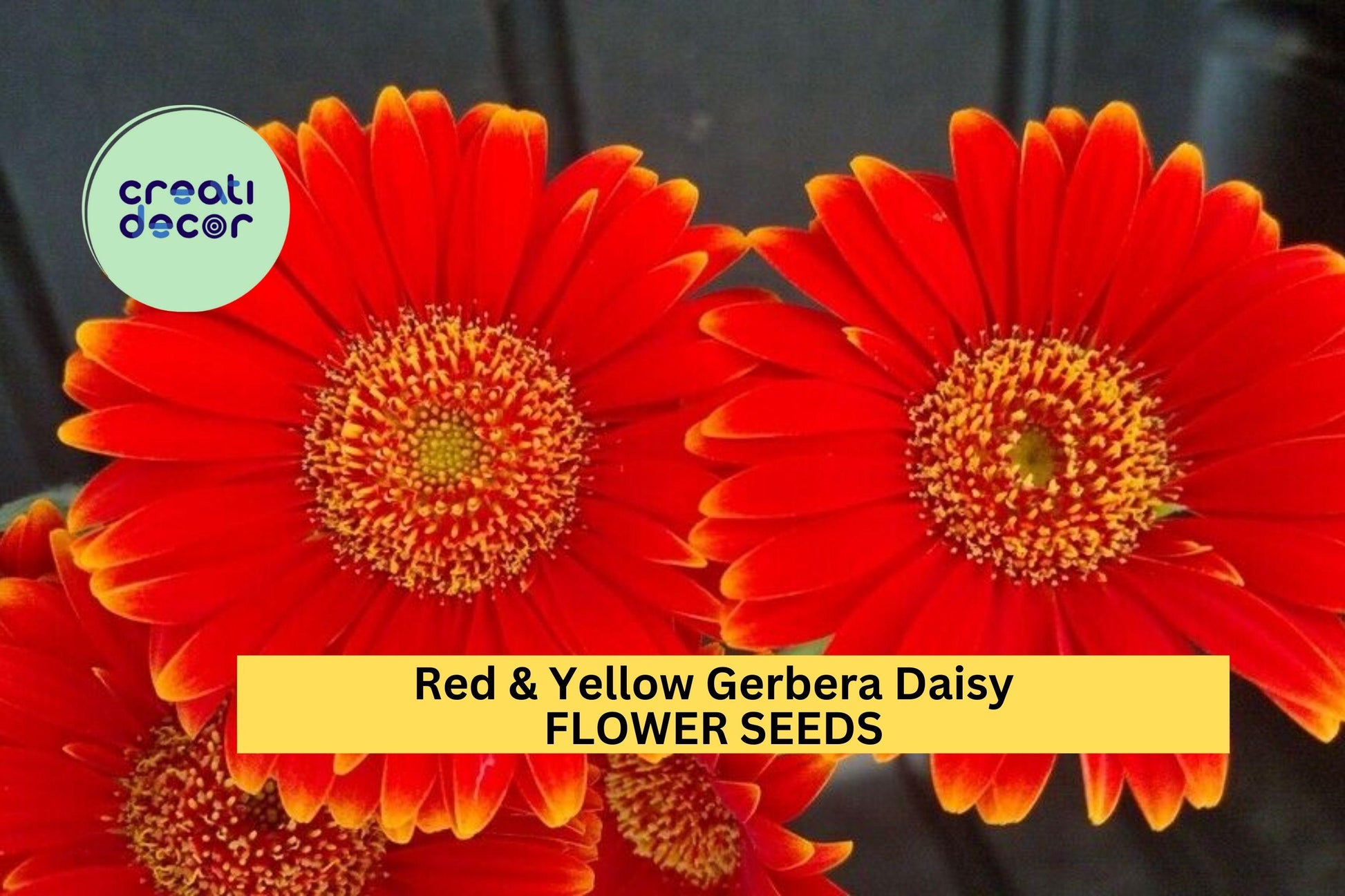 200+ Red & Yellow Gerbera Daisy Seeds – Bi-Color Blooms for Garden, Cut Flowers, Borders – Gerbera jamesonii