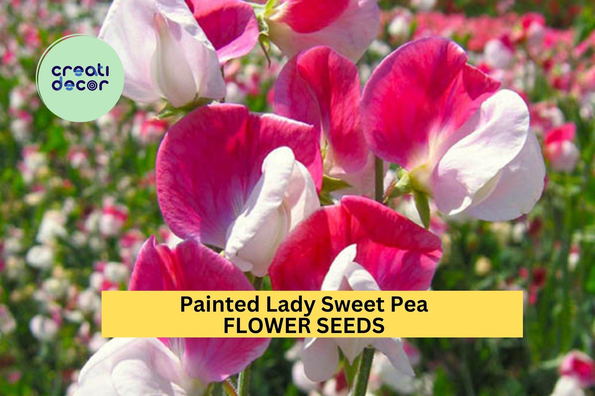 50+ Painted Lady Sweet Pea Seeds – Pink & White Fragrant Climbing Vines for Garden, Trellises, Fences – Lathyrus odoratus
