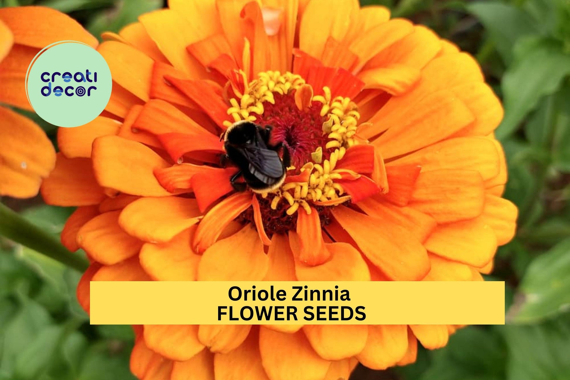 Oriole Zinnia Seeds 100+ Bright Orange Annuals for Garden Borders, Cut Flowers & Pollinator Beds – Zinnia elegans