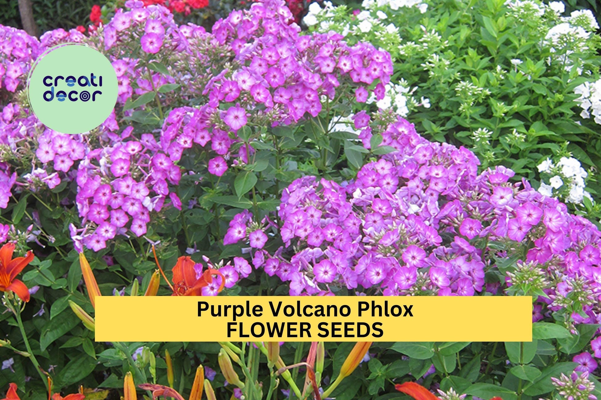 Purple Volcano Phlox Seeds – 100+ Fragrant Purple Clusters, Pollinator-Friendly Perennial, Phlox paniculata, Garden Flower Seeds