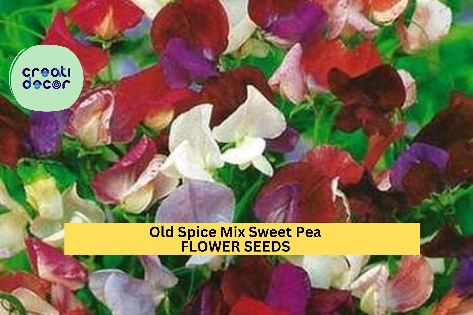 Old Spice Mix Sweet Pea Seeds – Fragrant Heirloom Climbing Vines for Trellises & Bouquets – Lathyrus odoratus, 50+ Seeds