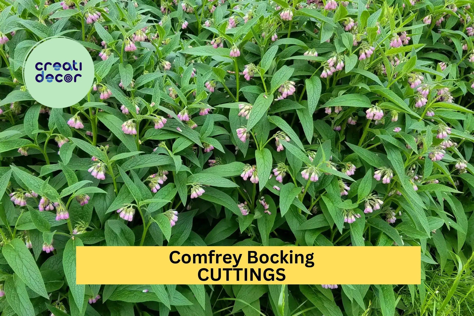 Comfrey Bocking 14 Root Cuttings – Non-Invasive Perennial for Soil Building, Compost, Pollinator Gardens – Symphytum × uplandicum
