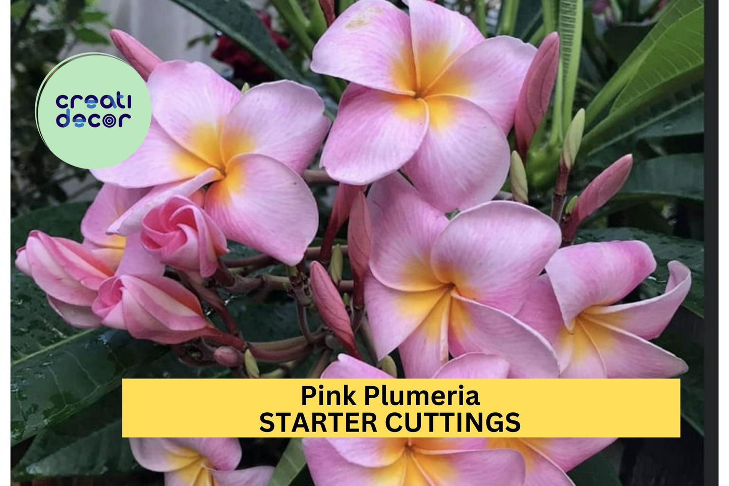 Pink Plumeria Cutting – 10" Double Head Unrooted Starter with Fragrant Tropical Blooms – Plumeria rubra