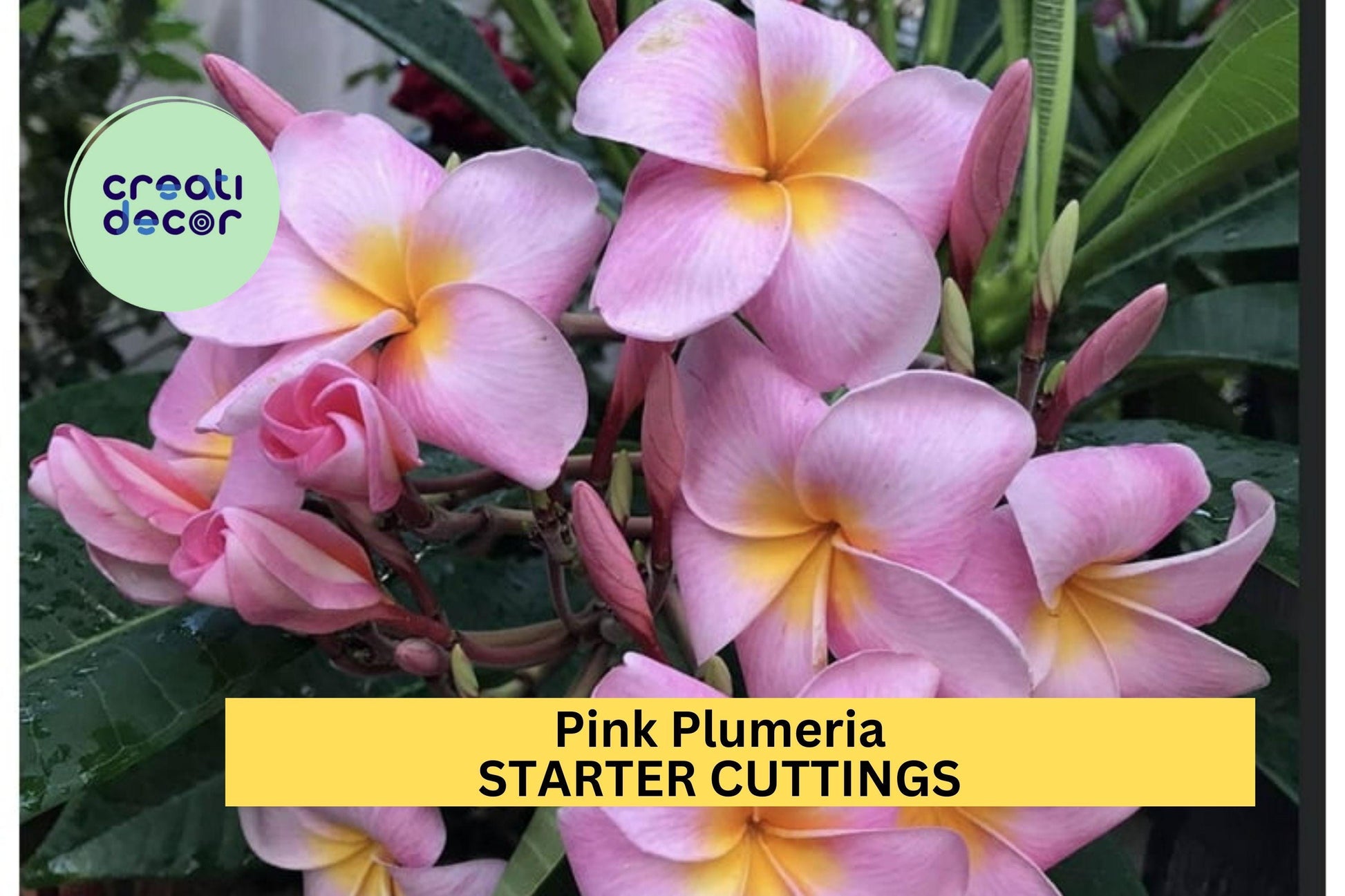 Pink Plumeria Cutting – 10" Double Head Unrooted Starter with Fragrant Tropical Blooms – Plumeria rubra