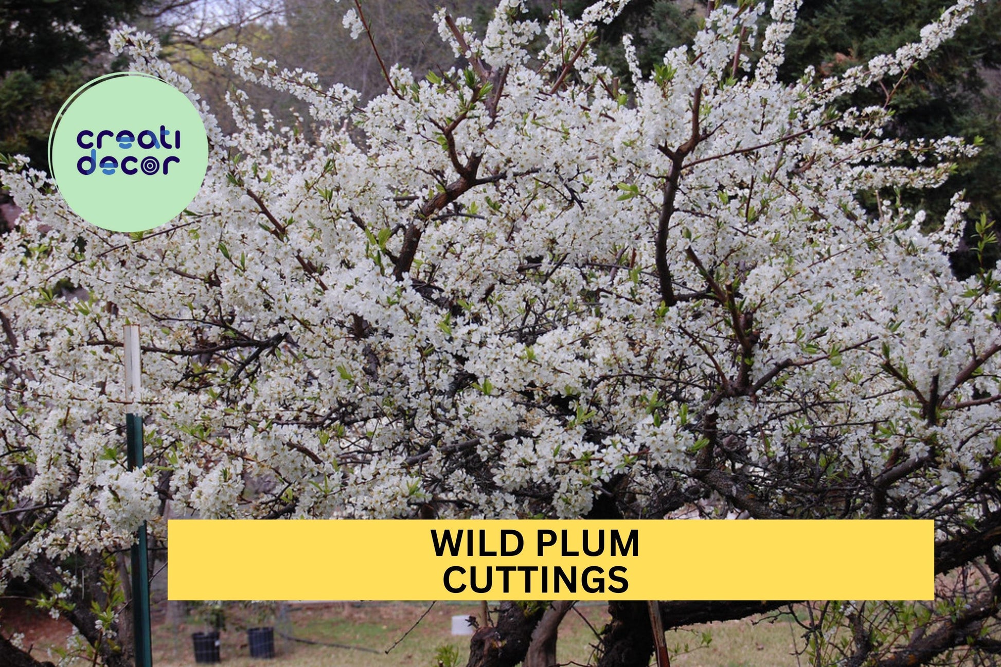 Wild Plum Cuttings 12-Pack | Unrooted Hardwood Stems for Propagation | Prunus americana Native Fruit Tree Starter Set