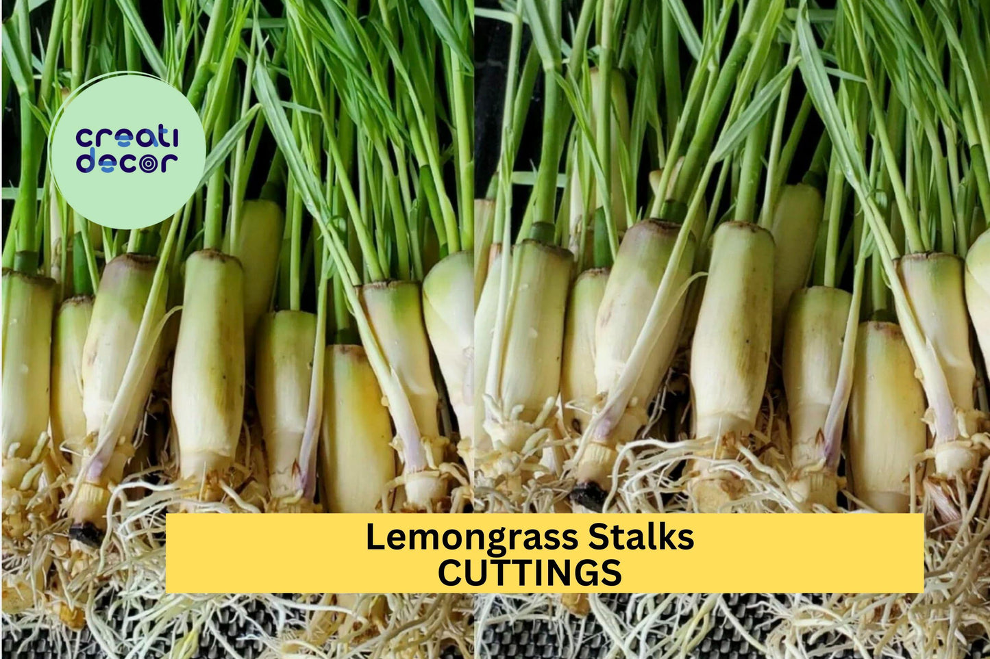 Fresh Lemongrass Stalks 5–8" Cymbopogon citratus Culinary & Garden Planting (10 Pack)