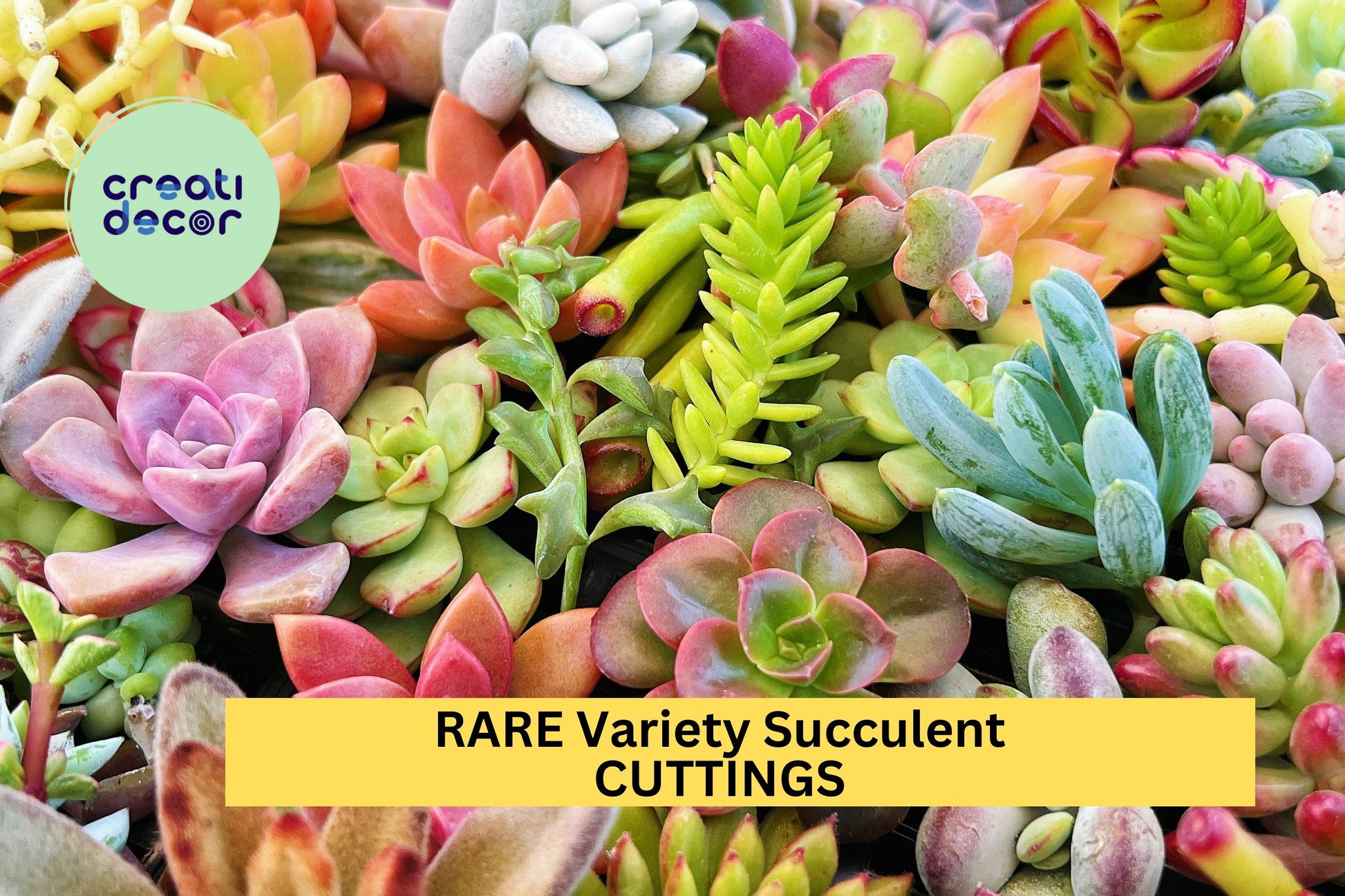 Rare Succulent Cuttings Set – 25 Unrooted Mixed Varieties for Containers, Gardens, Gifts – Easy to Grow, Beginner Friendly