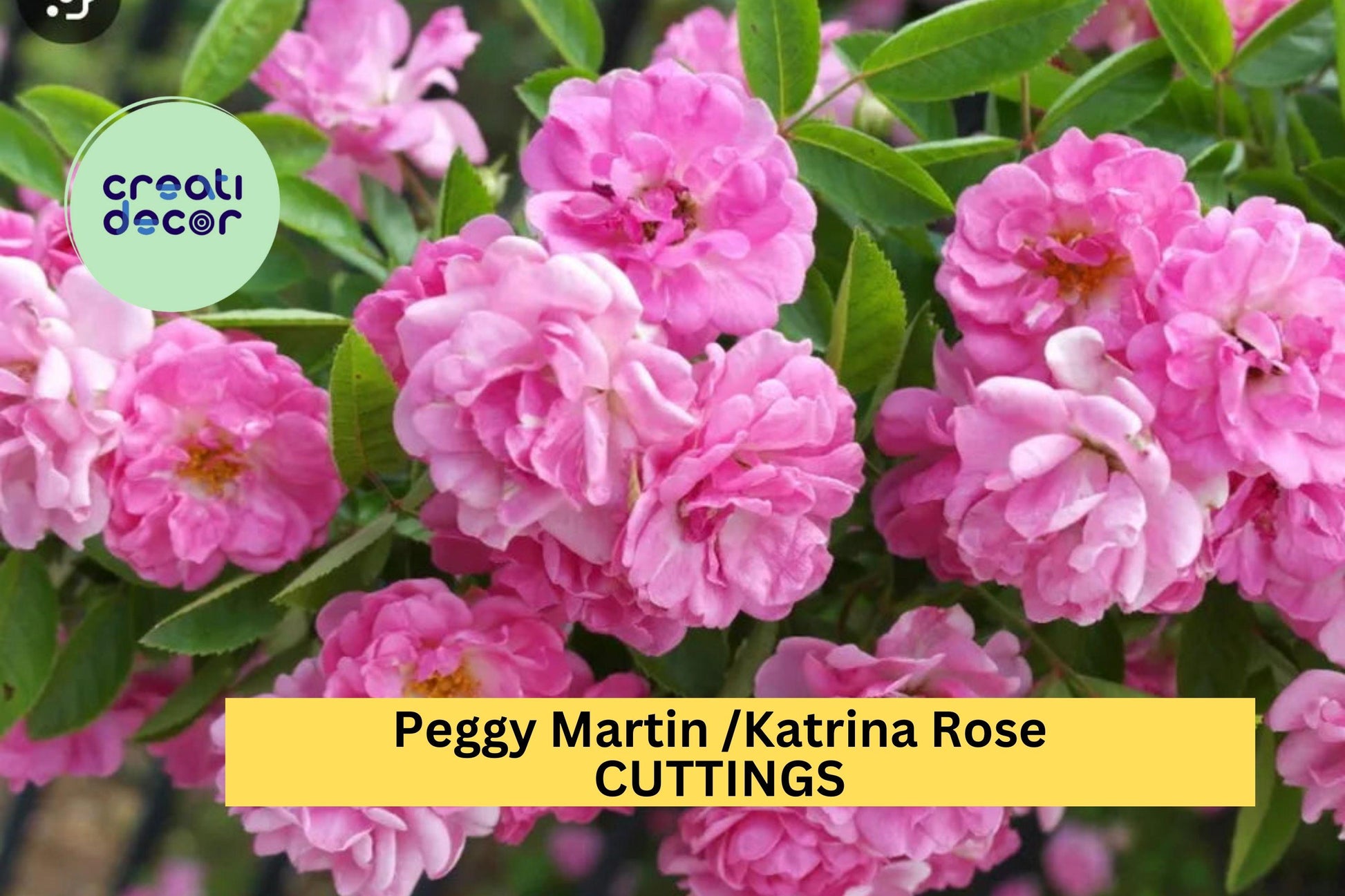 Peggy Martin Rose Cuttings – 5 Unrooted Climbing Rose Stems – Pink Fragrant Blooms – Rosa ‘Peggy Martin’ – Hardy, Thornless, Fast Growing