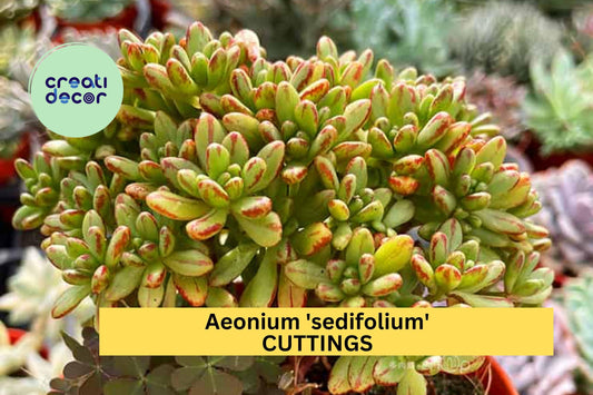 10 Aeonium sedifolium Cuttings – Mini Succulent Rosettes with Variegated Green and Red Leaves – Unrooted, Easy to Grow, Perfect for Fairy Gardens