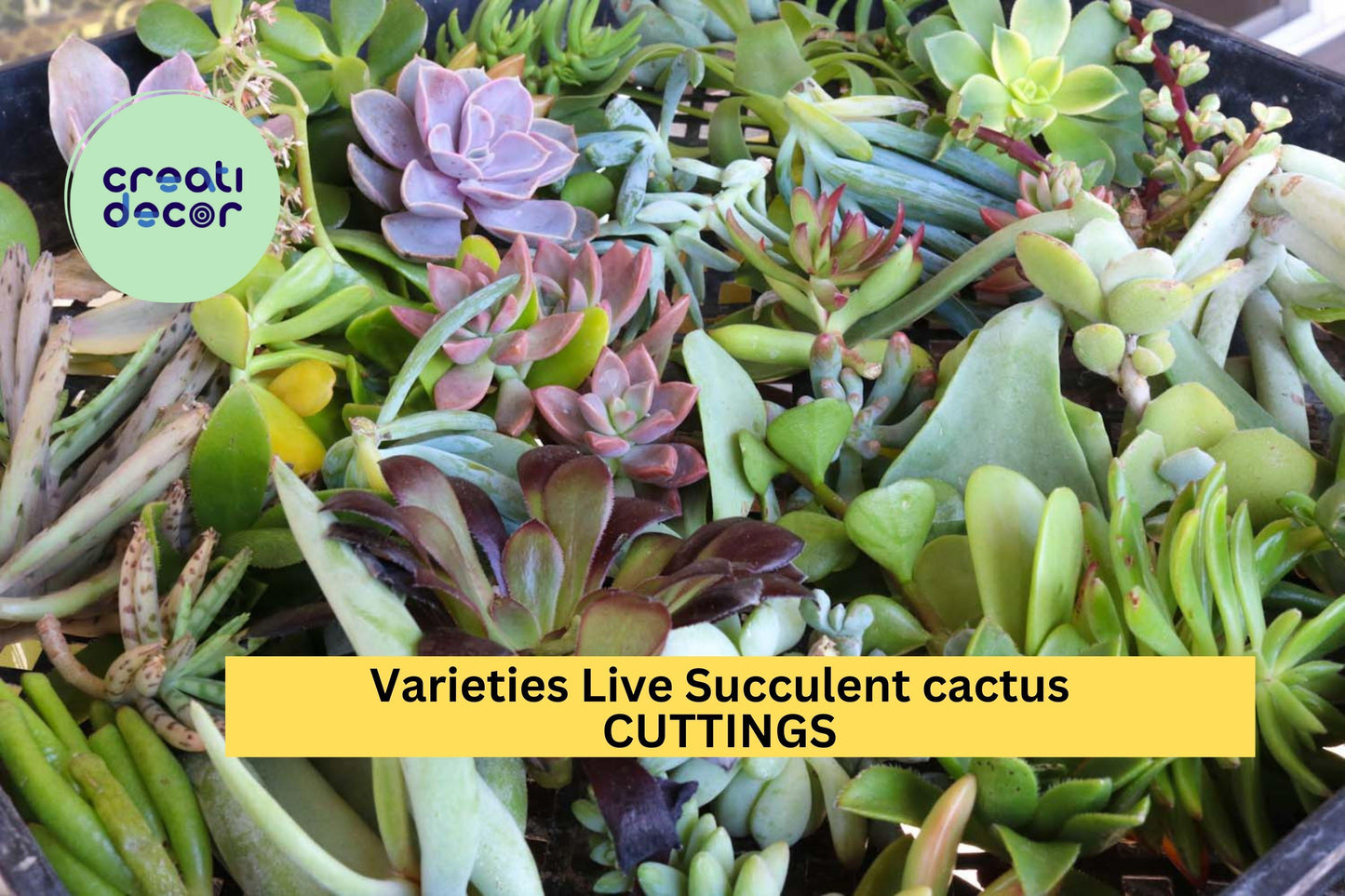 20 Assorted Succulent & Cactus Cuttings Pack – Live Unrooted Varieties for Garden, Pots & Indoor Decor