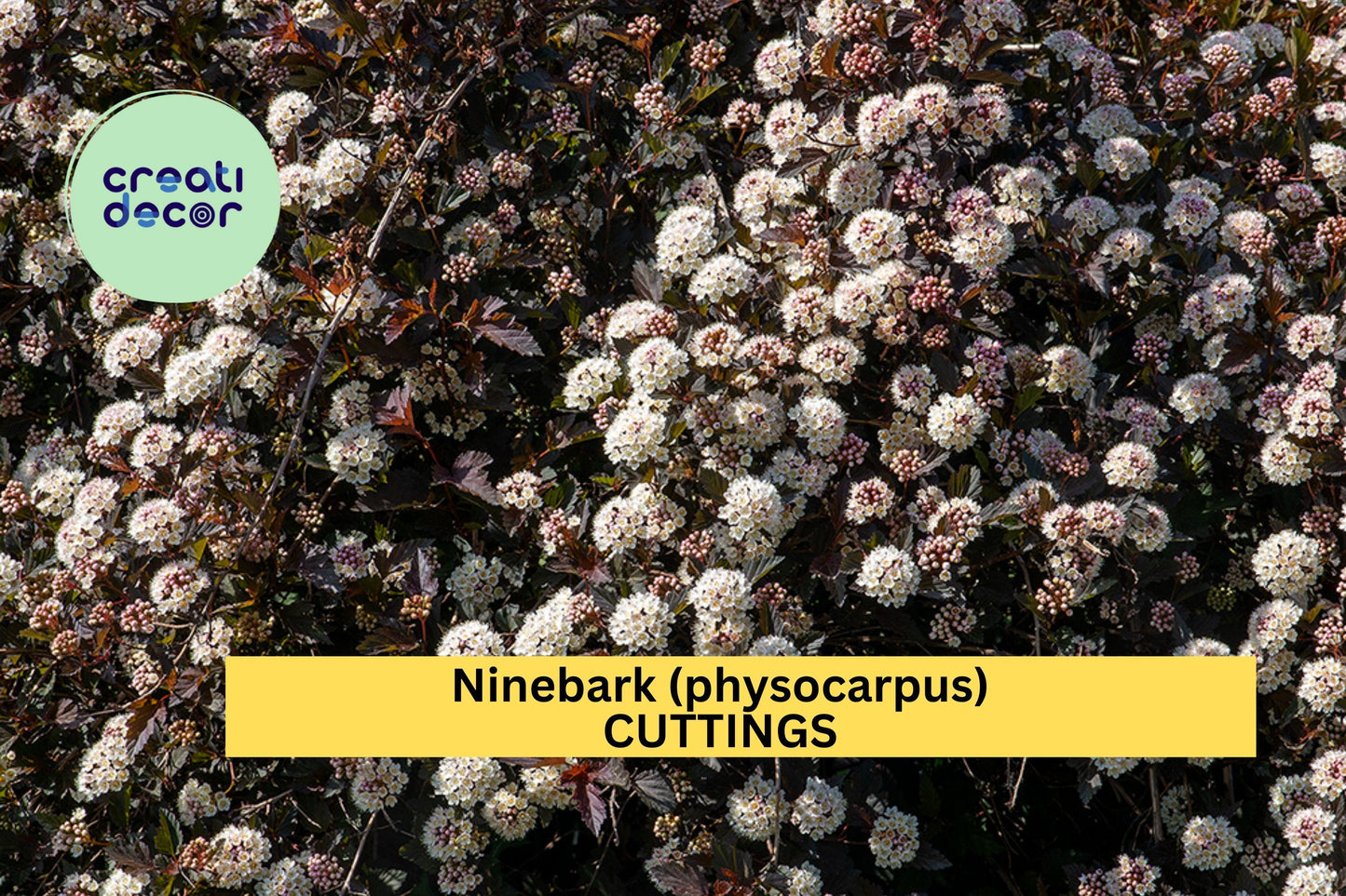 Summer Wine Ninebark Cuttings – 8-Inch Burgundy Foliage Shrub for Propagation, Hedges & Borders – Physocarpus opulifolius