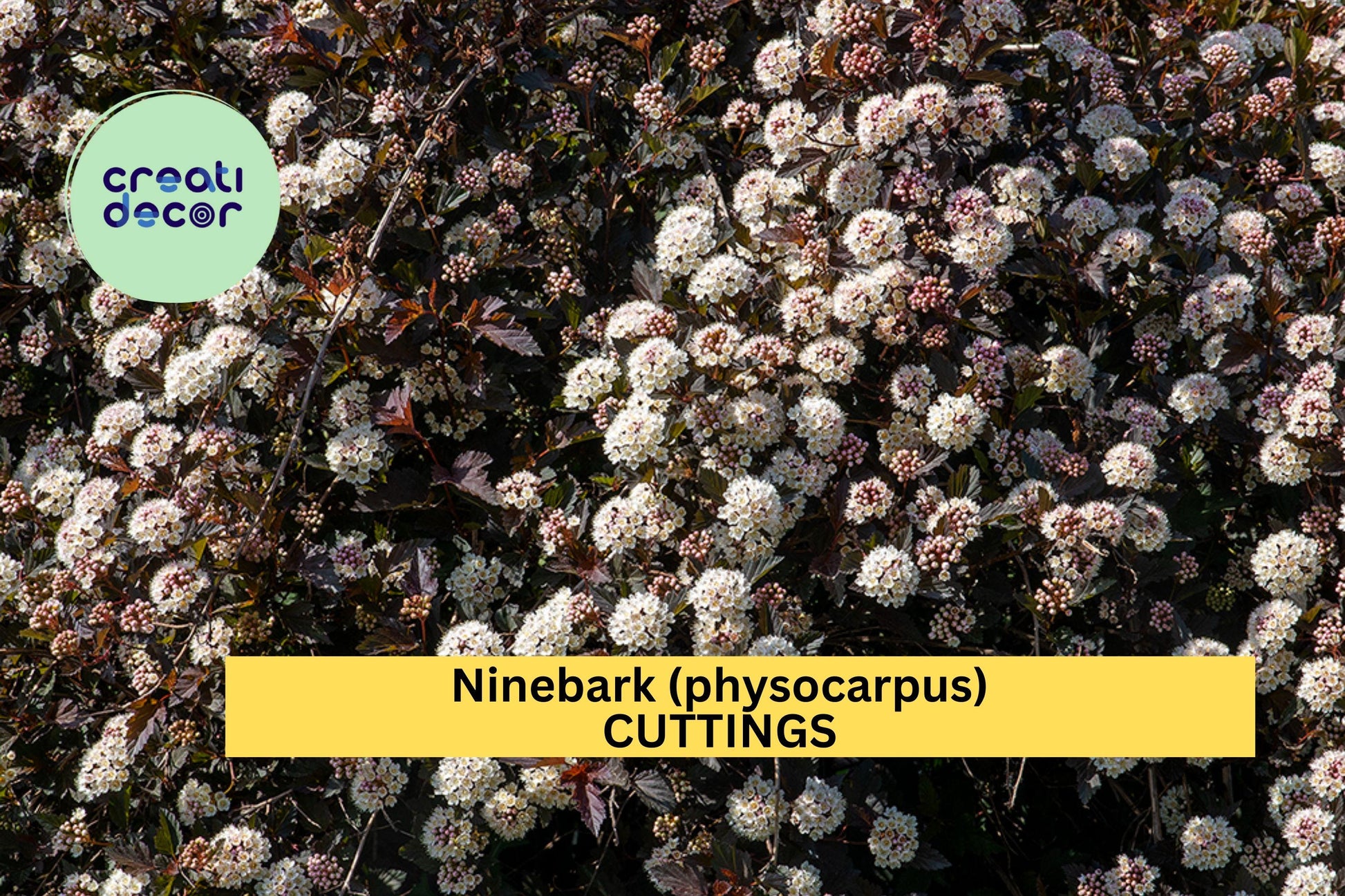 Summer Wine Ninebark Cuttings – 8-Inch Burgundy Foliage Shrub for Propagation, Hedges & Borders – Physocarpus opulifolius
