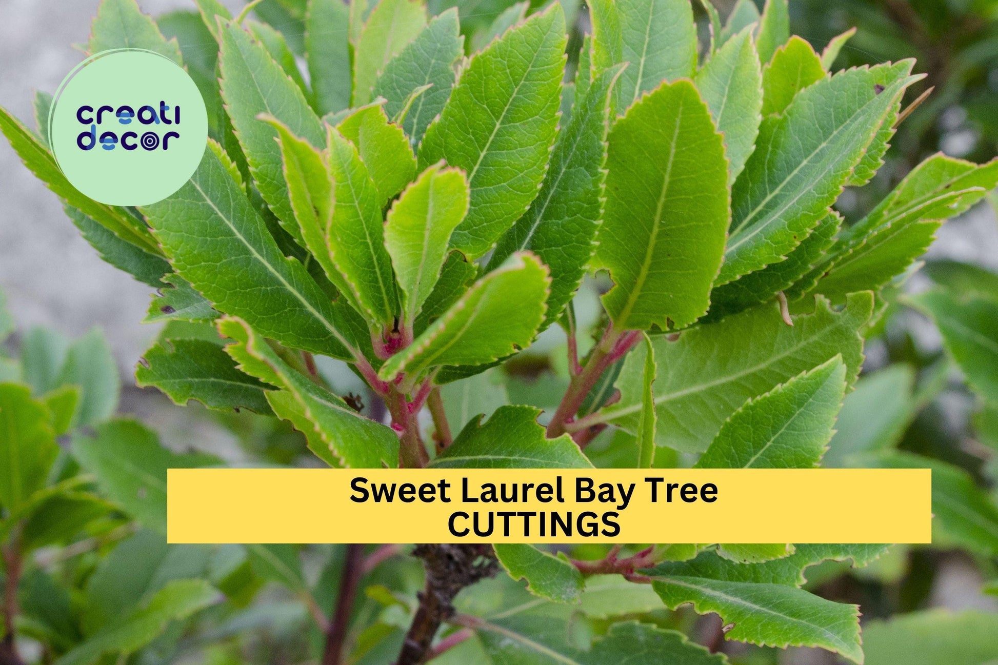 Sweet Bay Laurel Tree Cuttings – Unrooted Herb for Indoor/Outdoor Growing, Laurus nobilis, Fragrant Evergreen Shrub, Culinary Herb, 5 Pack
