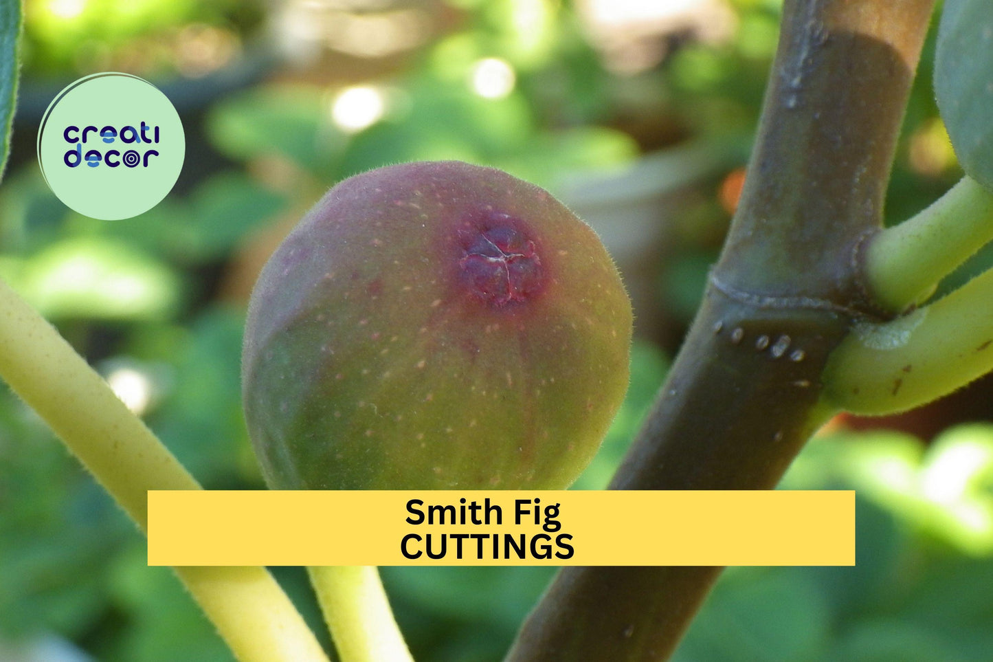 Smith Fig Cuttings – 5 Pack, Heirloom Ficus carica ‘Smith’ for Propagation, Backyard Orchards & Containers, Sweet Yellow-Green Fruit