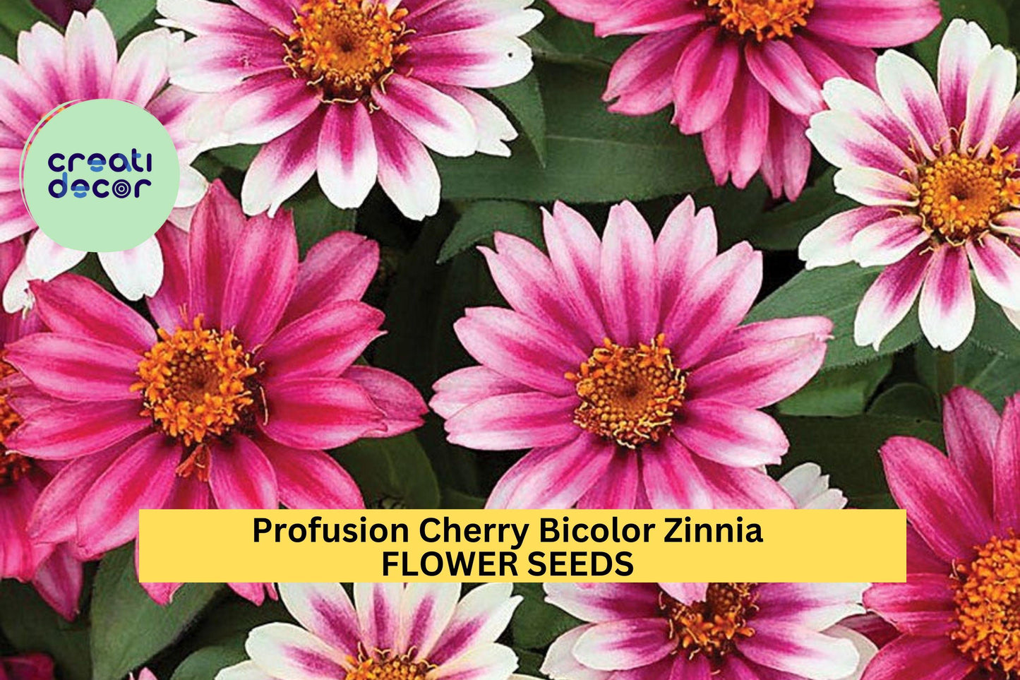 Profusion Cherry Bicolor Zinnia Seeds – Compact Annual with Cherry Pink & Golden Centers, Pollinator-Friendly, 100+ Seeds, Zinnia elegans