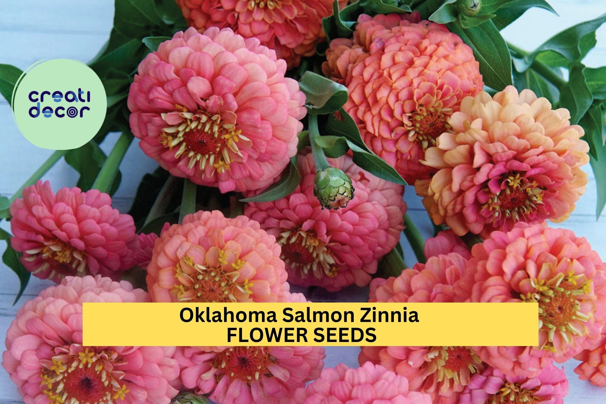 Oklahoma Salmon Zinnia Seeds – 100+ Salmon Pink Double Blooms for Cut Flowers, Borders & Pollinator Gardens – Zinnia elegans