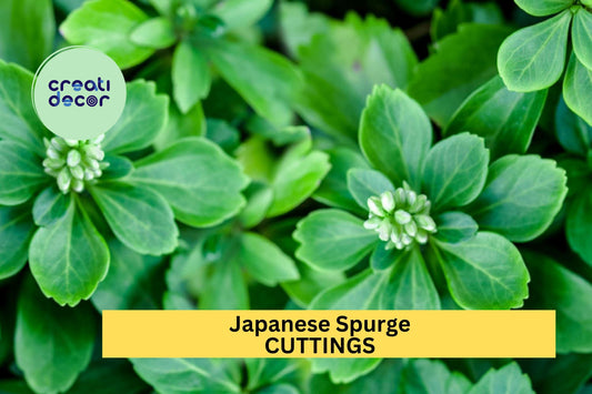 10 Pachysandra terminalis Cuttings | Japanese Spurge Evergreen Ground Cover for Shade Gardens
